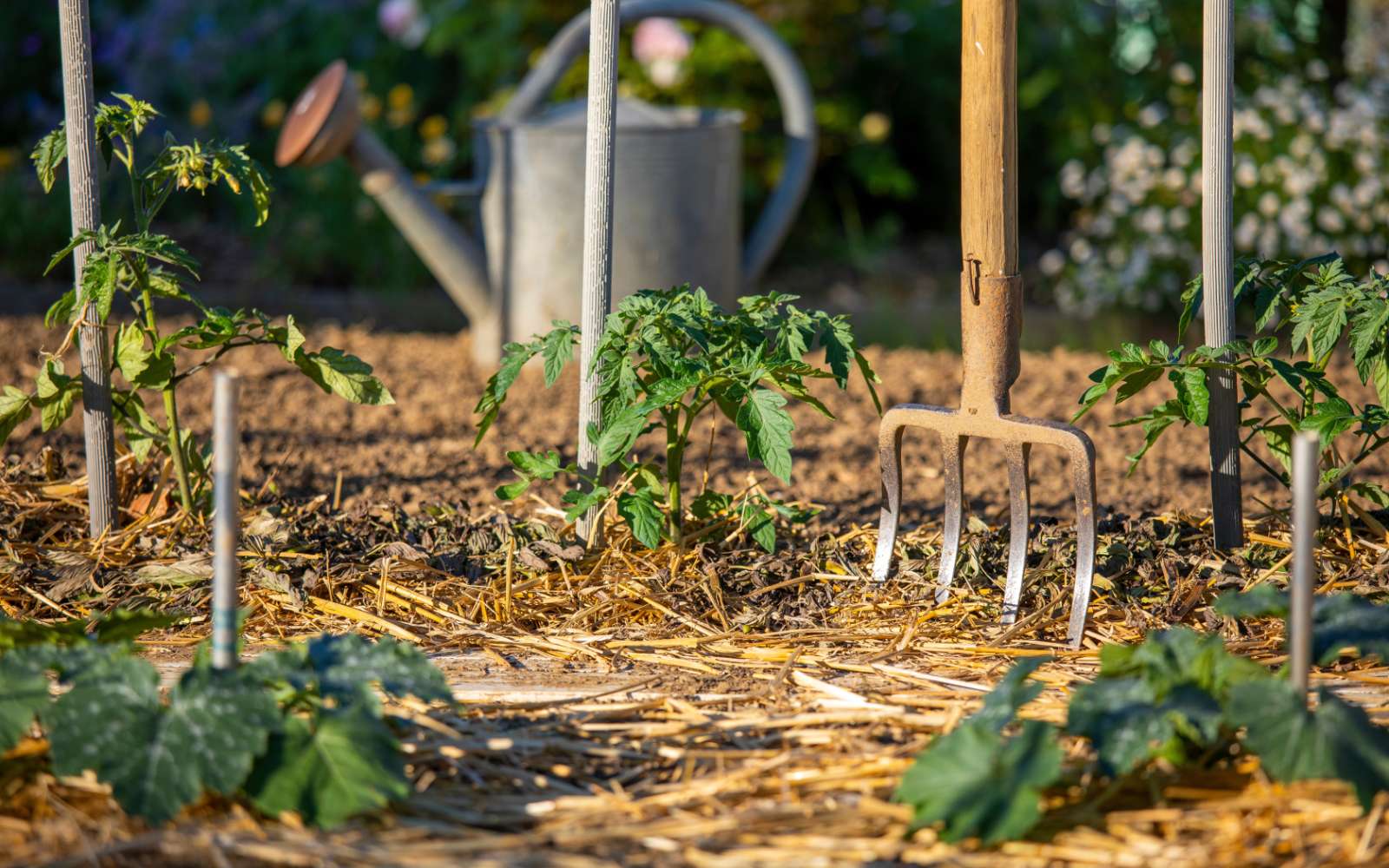 Votre jardin a soif, mais il ne faut pas l'arroser n'importe quand : les bons réflexe pendant la canicule selon les pros