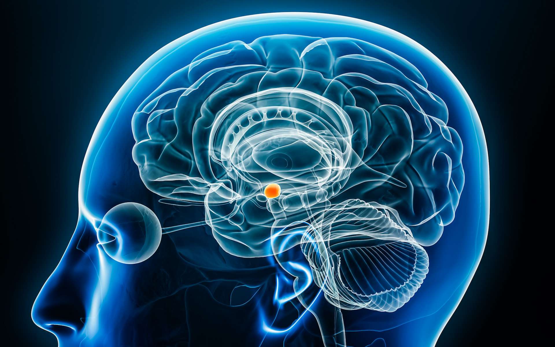 Cette région du cerveau est différente chez les hommes et les femmes, et elle influencerait le comportement social