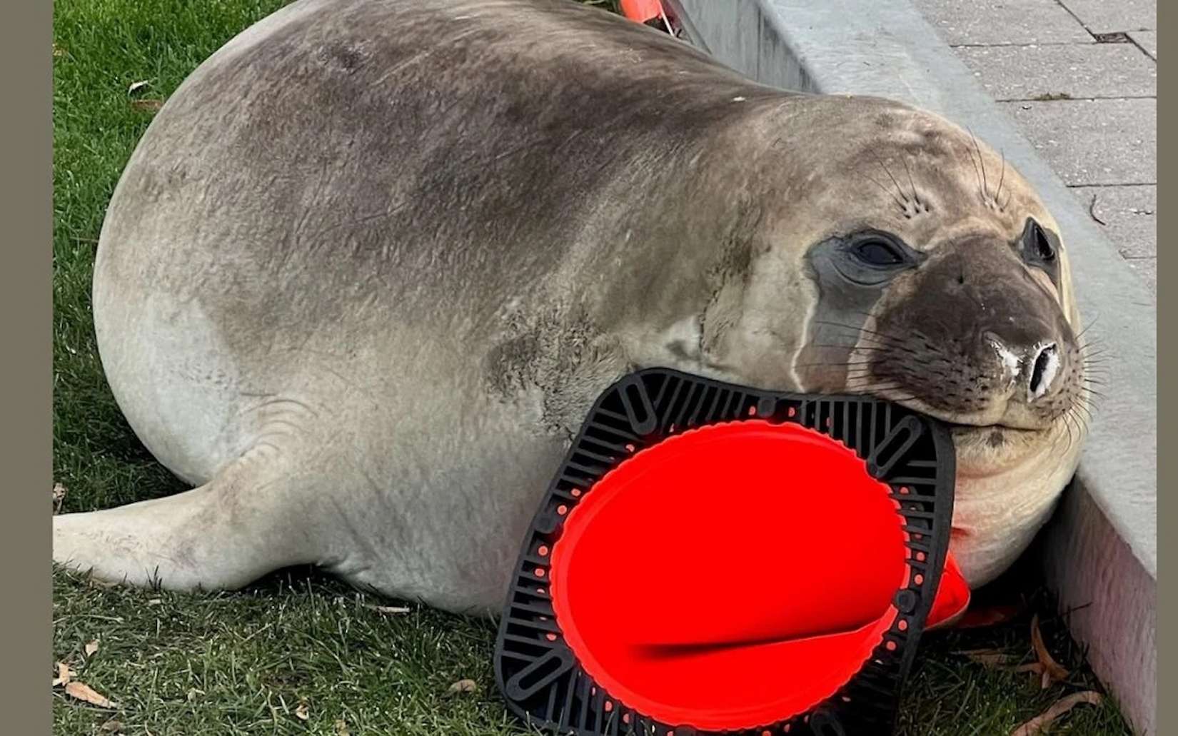 Pourquoi Neil, l'éléphant de mer viral sur TikTok, s'acharne-t-il autant sur les cônes de signalisation ?