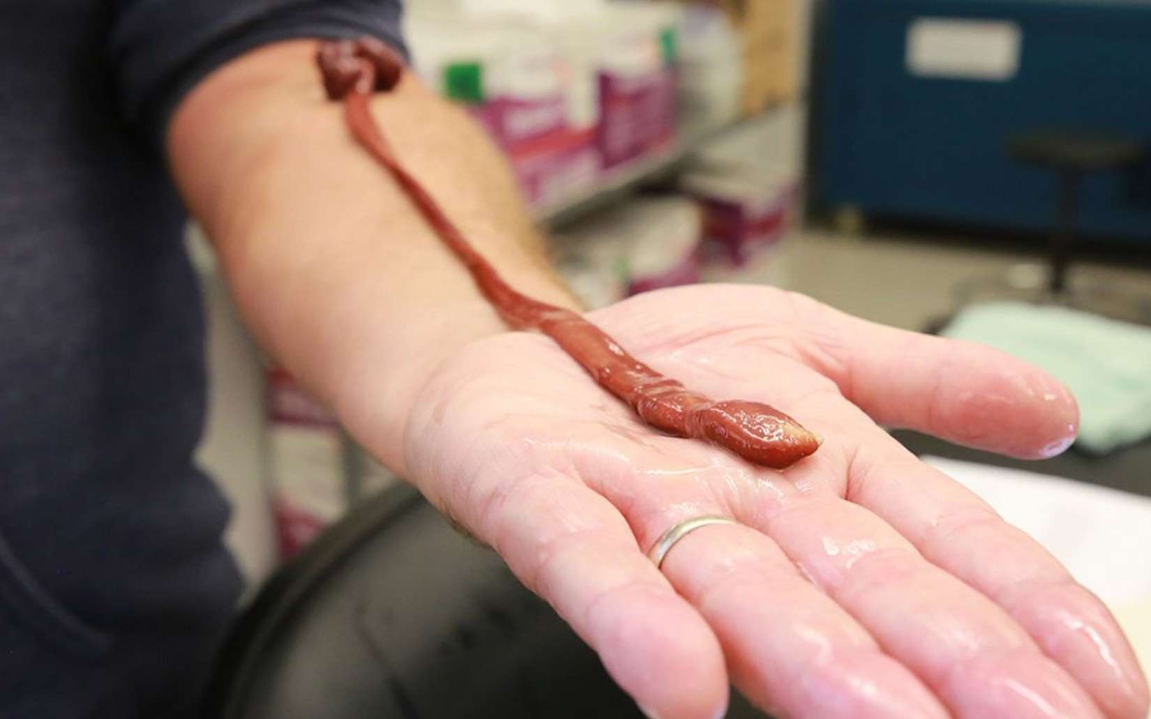 Cet étonnant ver marin géant détenait un record que personne n’avait encore mesuré
