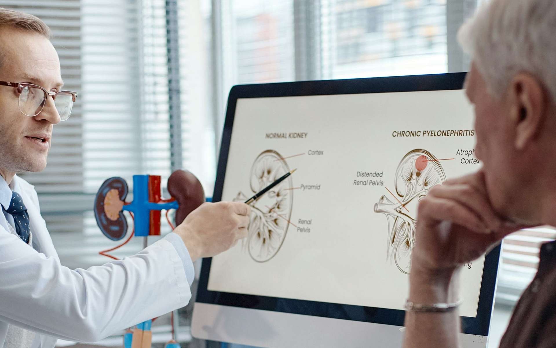Reins et cerveau sont bien plus liés qu'on ne le pensait : ce que révèle la recherche