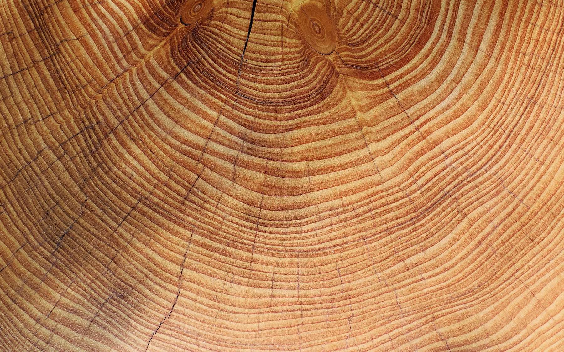 Les cernes de ces pins révèlent un basculement inquiétant du climat méditerranéen