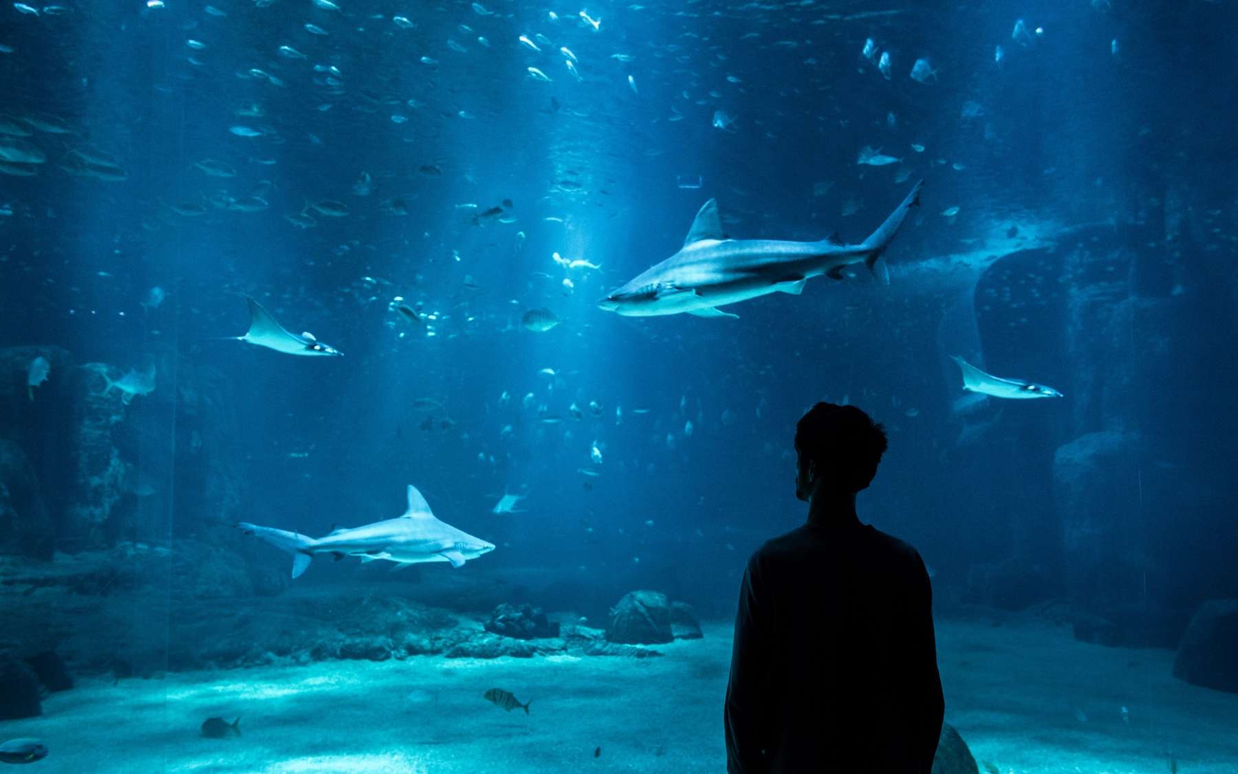 Nausicaá : 35 ans d'engagement pour comprendre et protéger l'océan