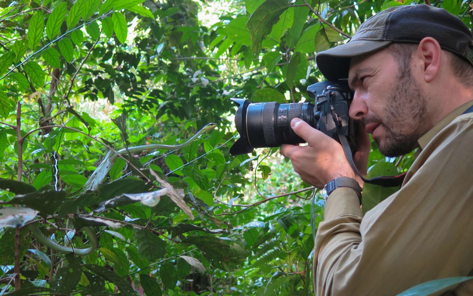 Le fer de lance de Martinique : ce serpent unique au monde n'existe nulle part ailleurs