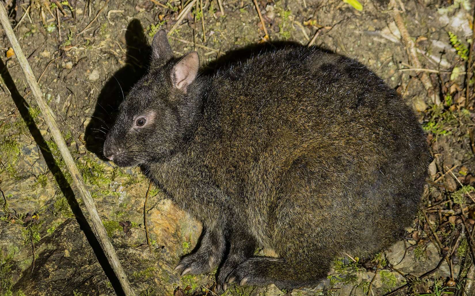 On pensait ce lapin disparu depuis des millions d'années, il est pourtant bien réel !