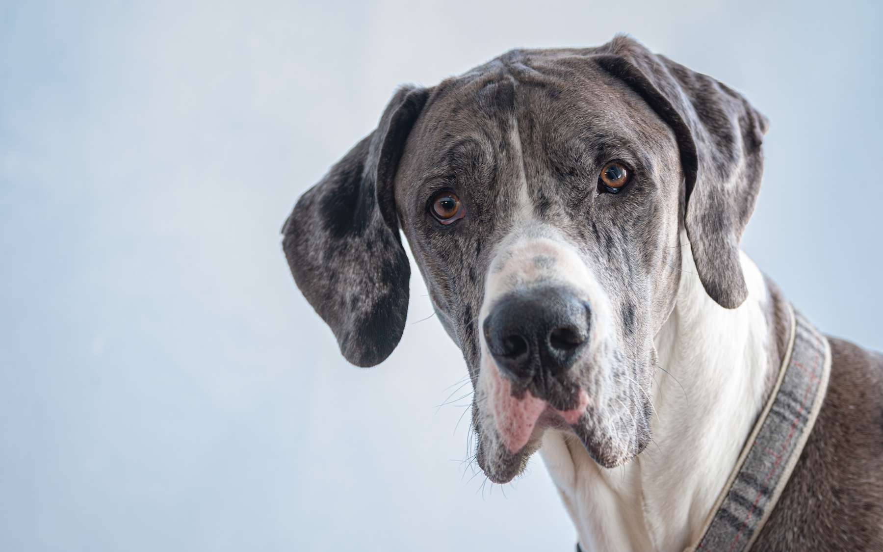 Votre chien vous observe : ce que votre humeur change dans son cerveau