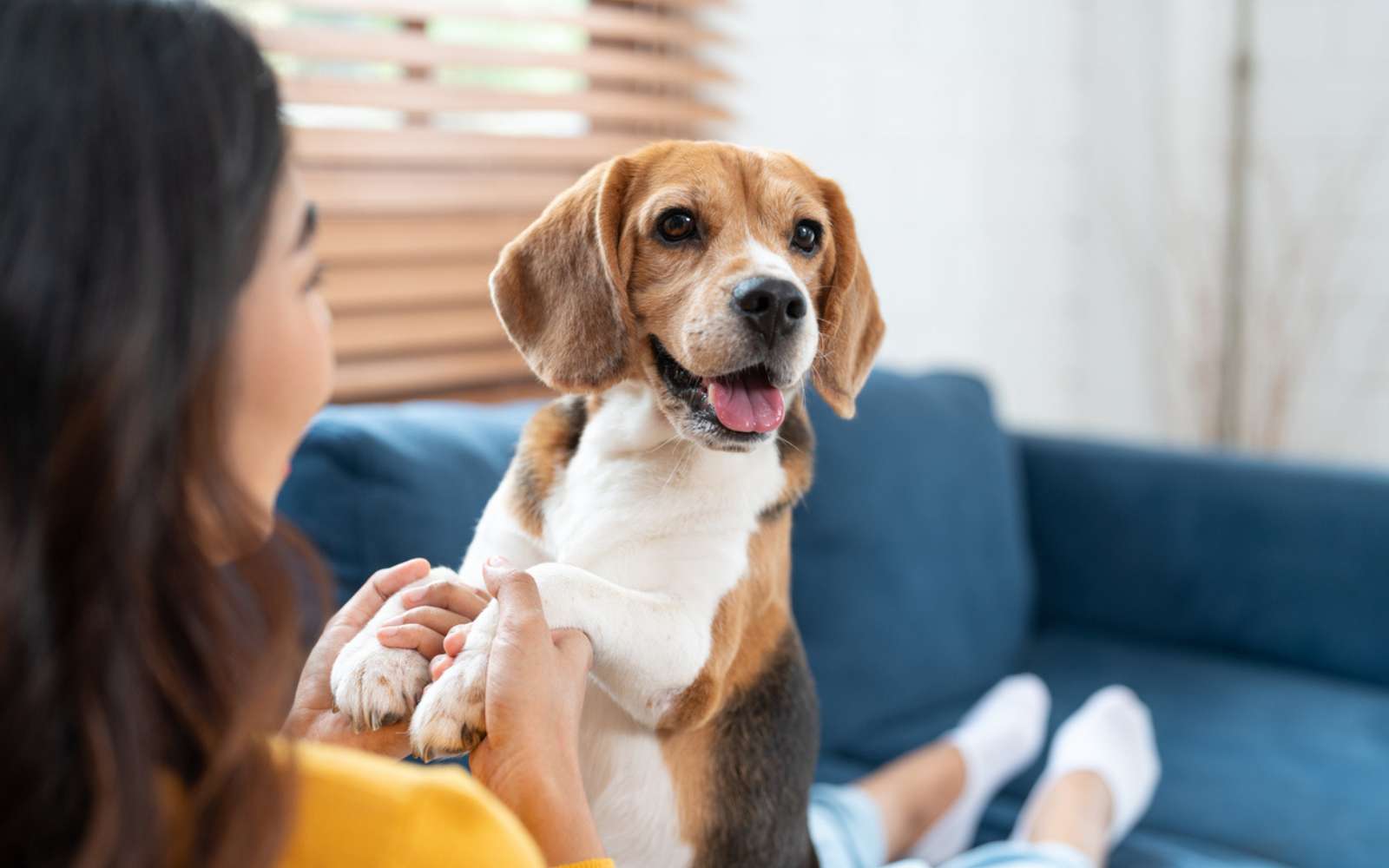 Comprendre les émotions de son chien : voici pourquoi c'est peut-être une illusion selon les chercheurs