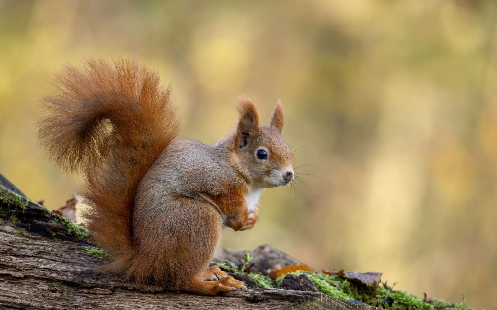 Ce comportement jamais observé chez les écureuils a été filmé presque tous les jours pendant plusieurs semaines