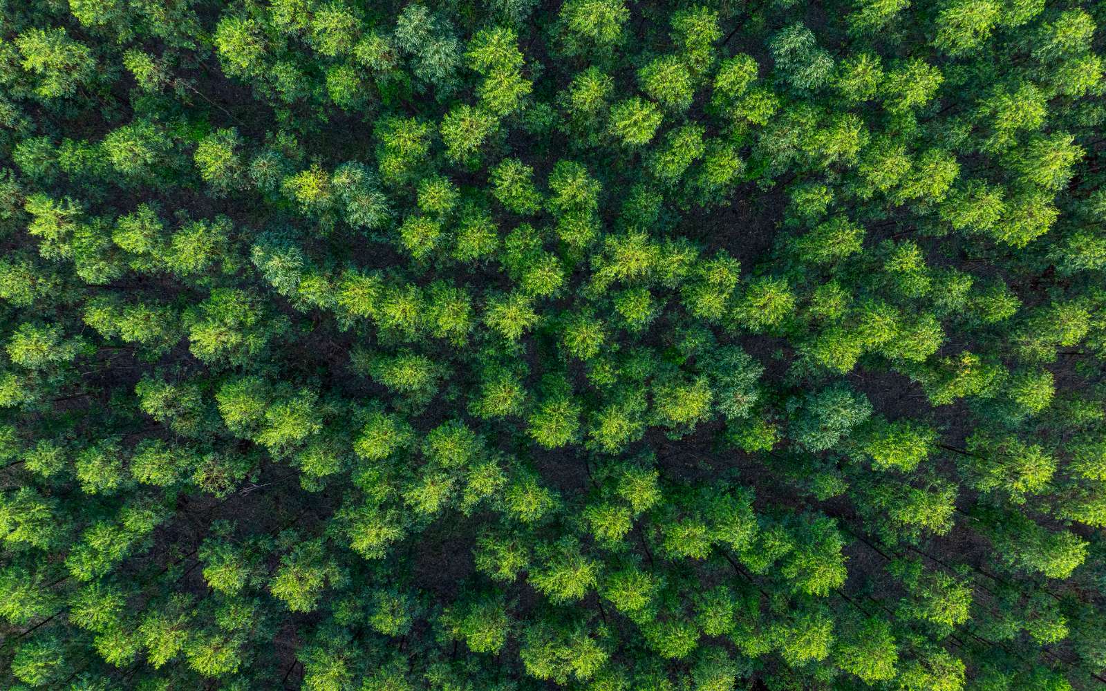 Des chercheurs brésiliens prouvent que détruire les forêts modifie la météo de façon quasi immédiate