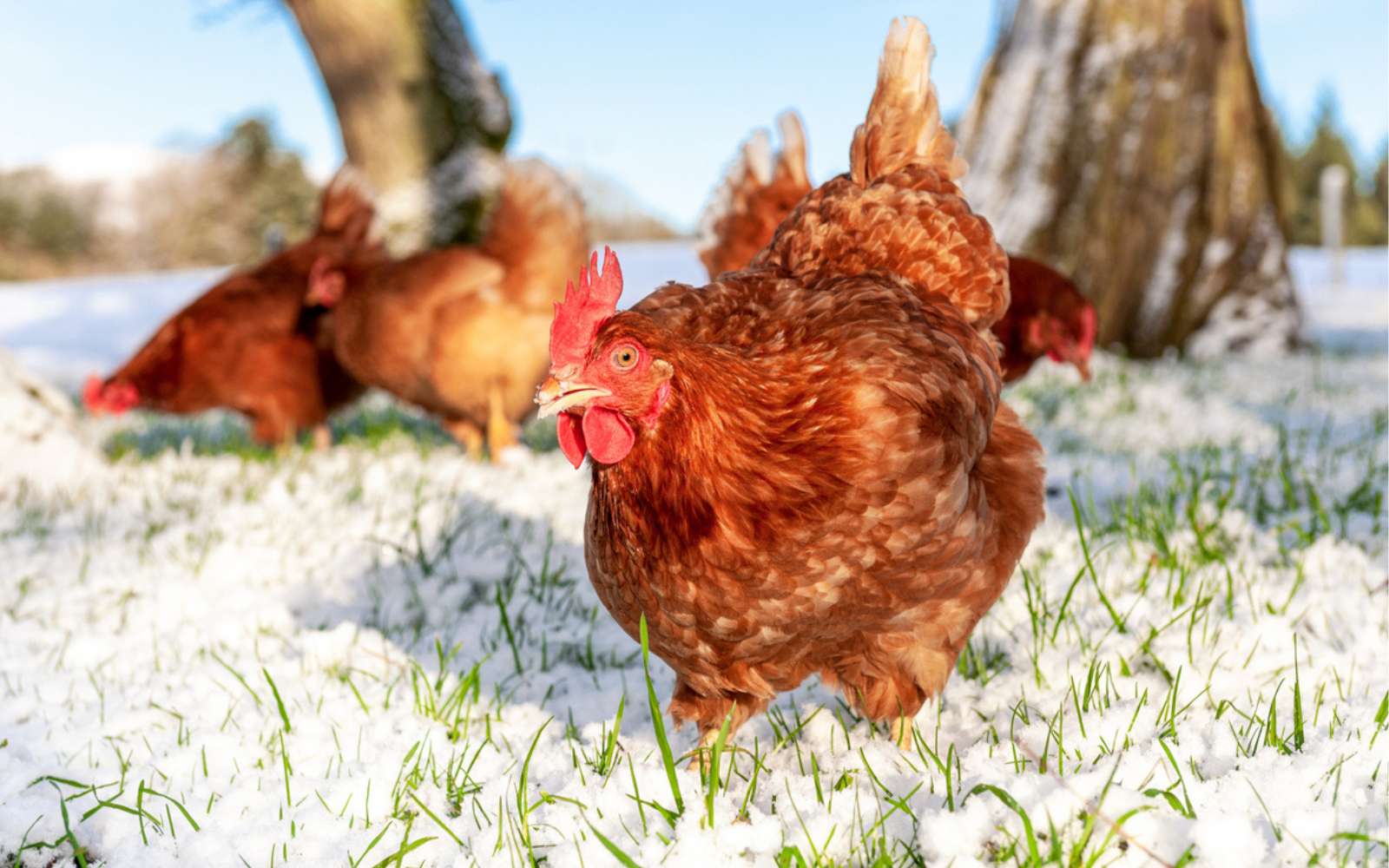 Cet hiver, vos poules risquent gros sans ces 4 protections essentielles