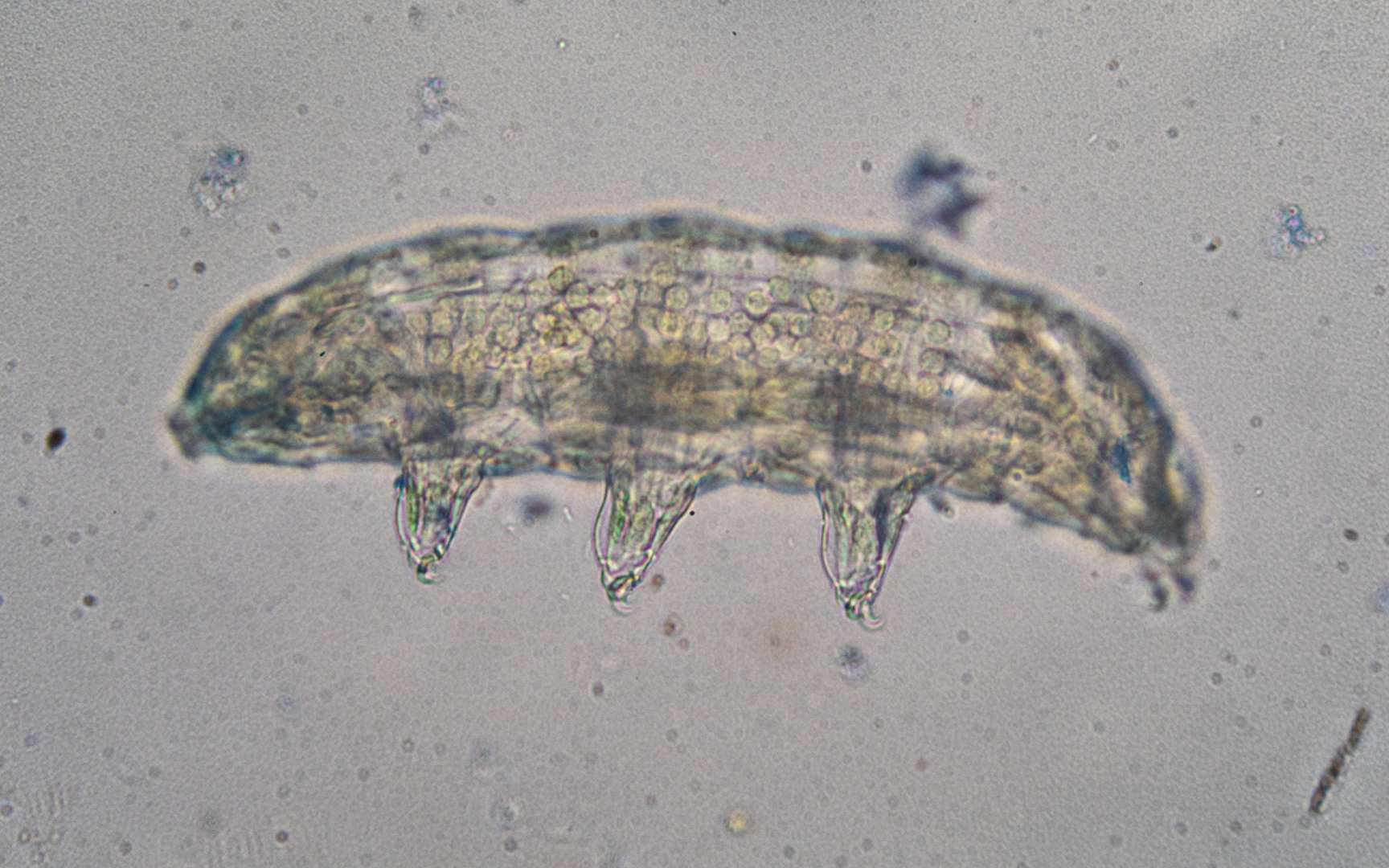 Une seule protéine de tardigrade suffirait à réduire les dommages des radiations sur les cellules humaines : voici comment