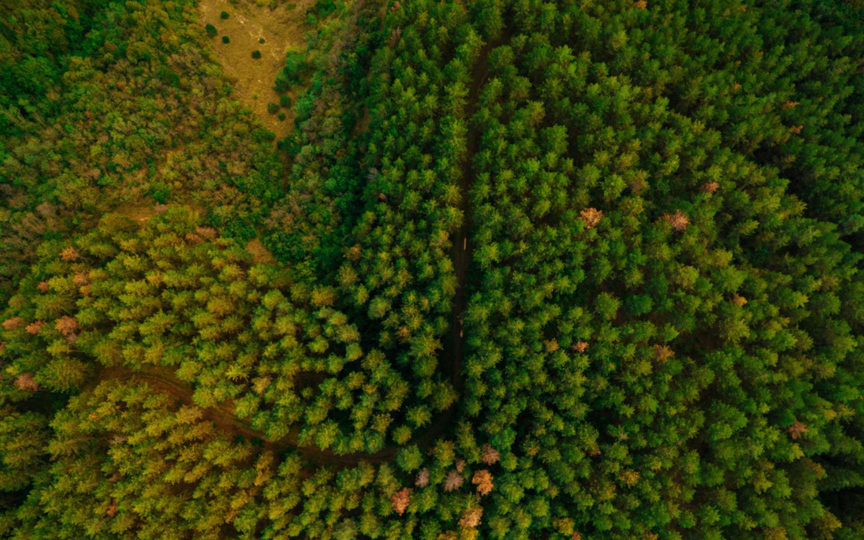 Après avoir planté 66 milliards d’arbres, la Chine observe un phénomène inattendu dans ses nouvelles forêts