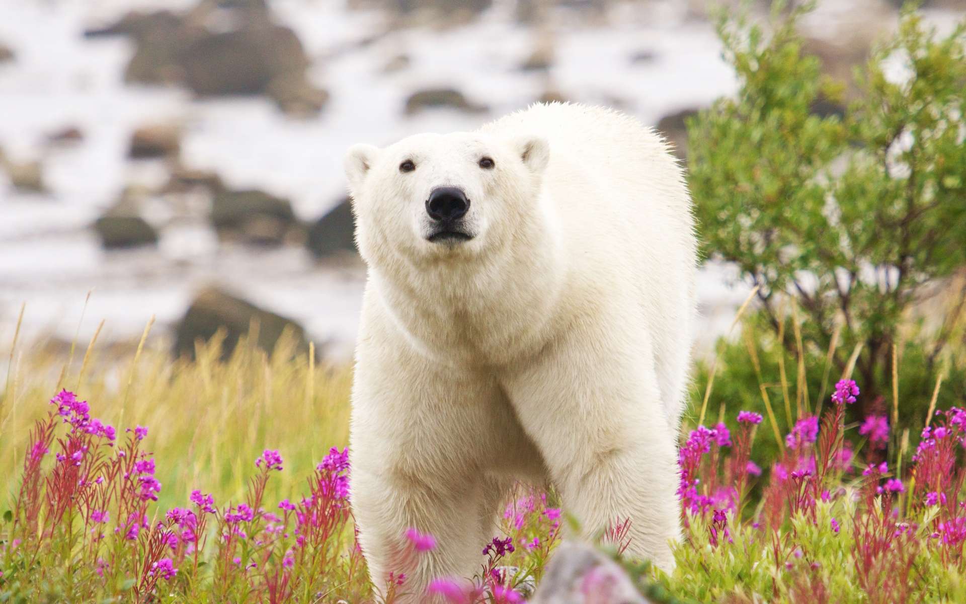 Des collines fleuries aux glaciers qui grondent : récit d'un été dans un Groenland en plein bouleversement