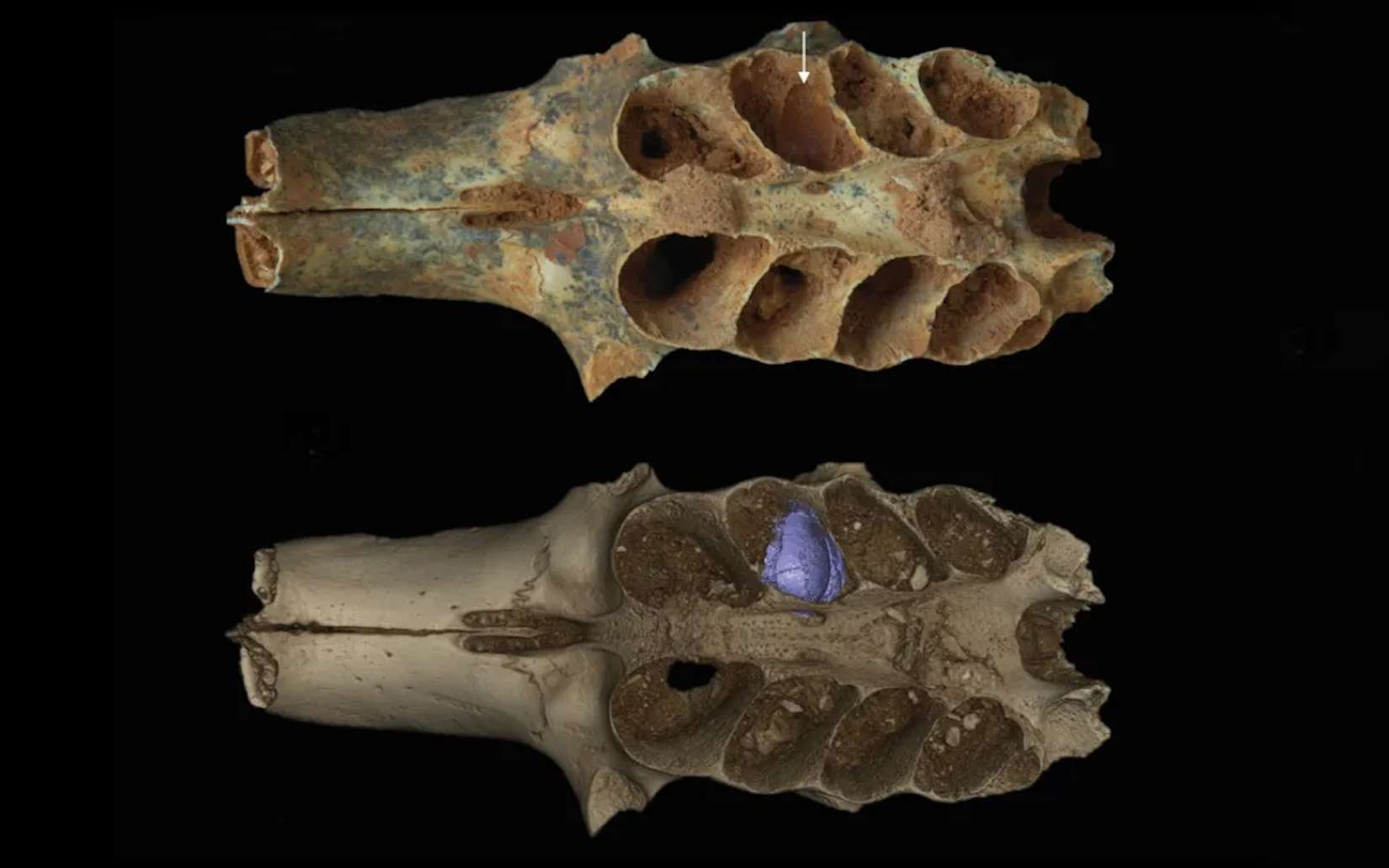 Les chercheurs pensaient étudier des dents fossiles, ils ont mis au jour quelque chose de bien plus étrange