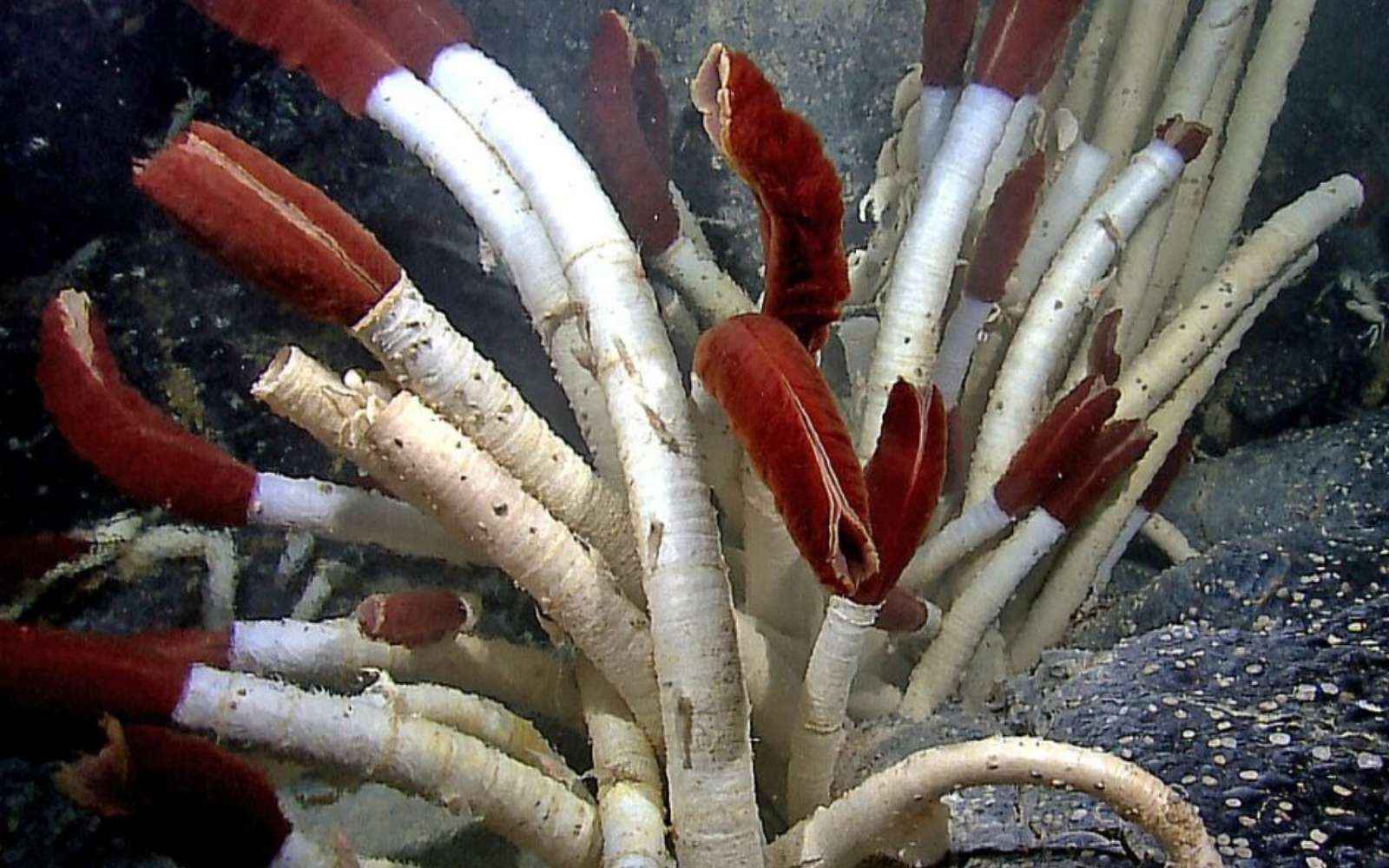 Sous la croûte océanique, des vers géants révèlent un monde que les scientifiques n’imaginaient pas