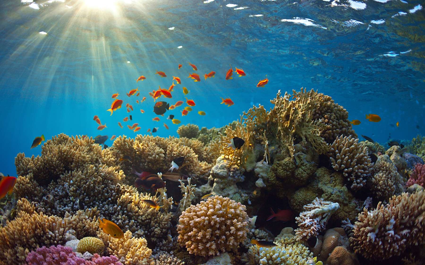 Un « super » El Niño se prépare : ce que les coraux des Galápagos révèlent sur son intensité