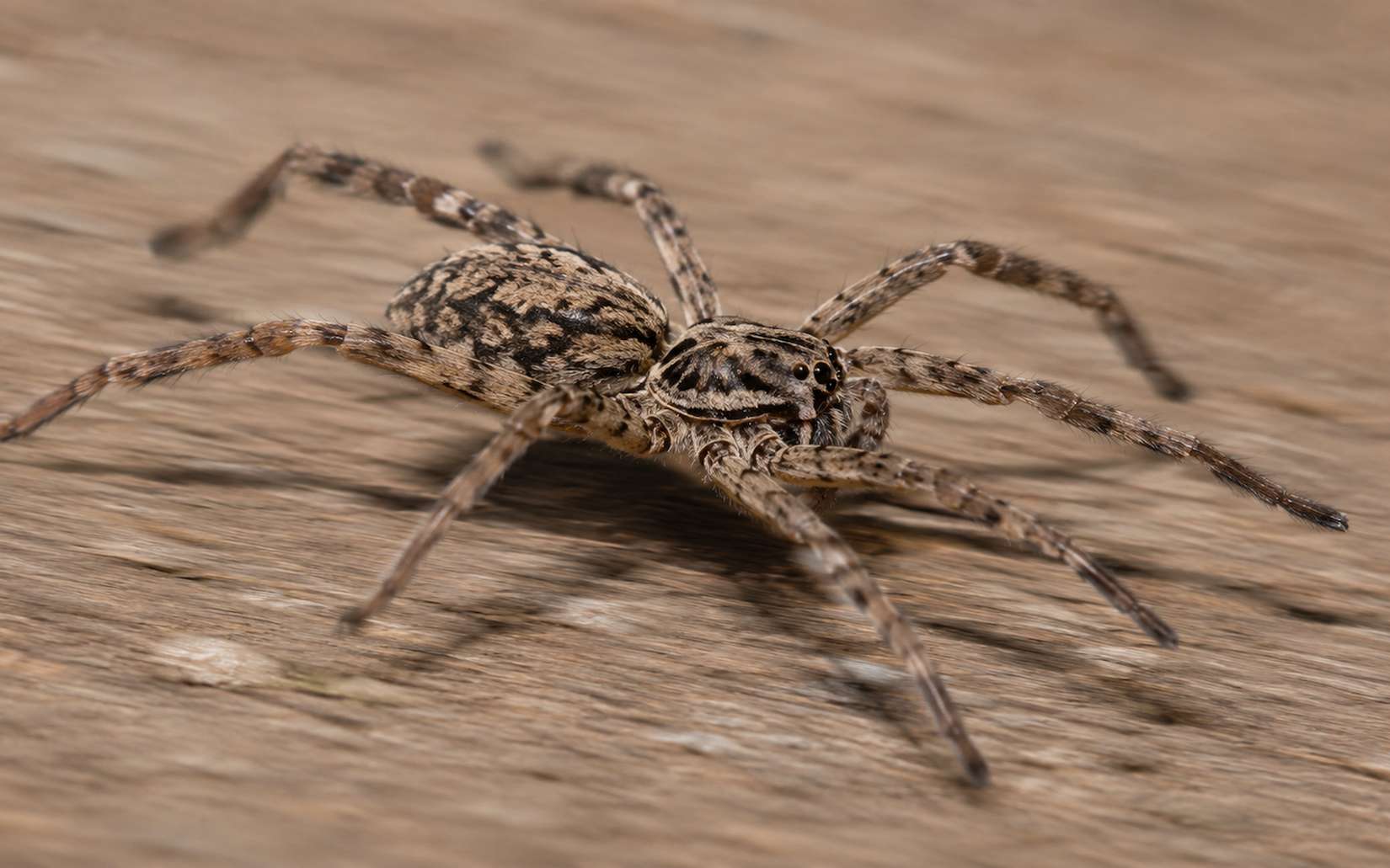 Voici l'araignée la plus rapide du monde : elle pourrait même vous rattraper pendant votre jogging, et mieux vaut ne pas la voir sprinter !