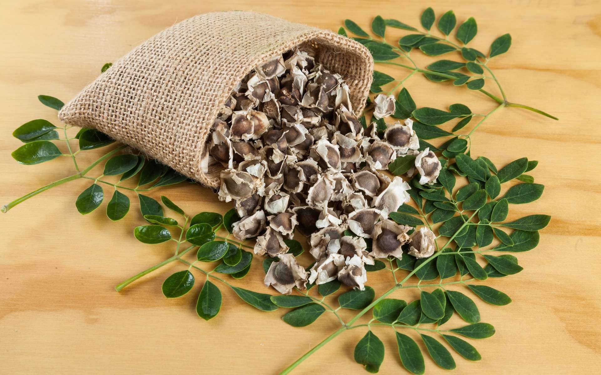 Enfin une riposte contre les microplastiques ? Des chercheurs ont découvert que ces graines purifient l'eau