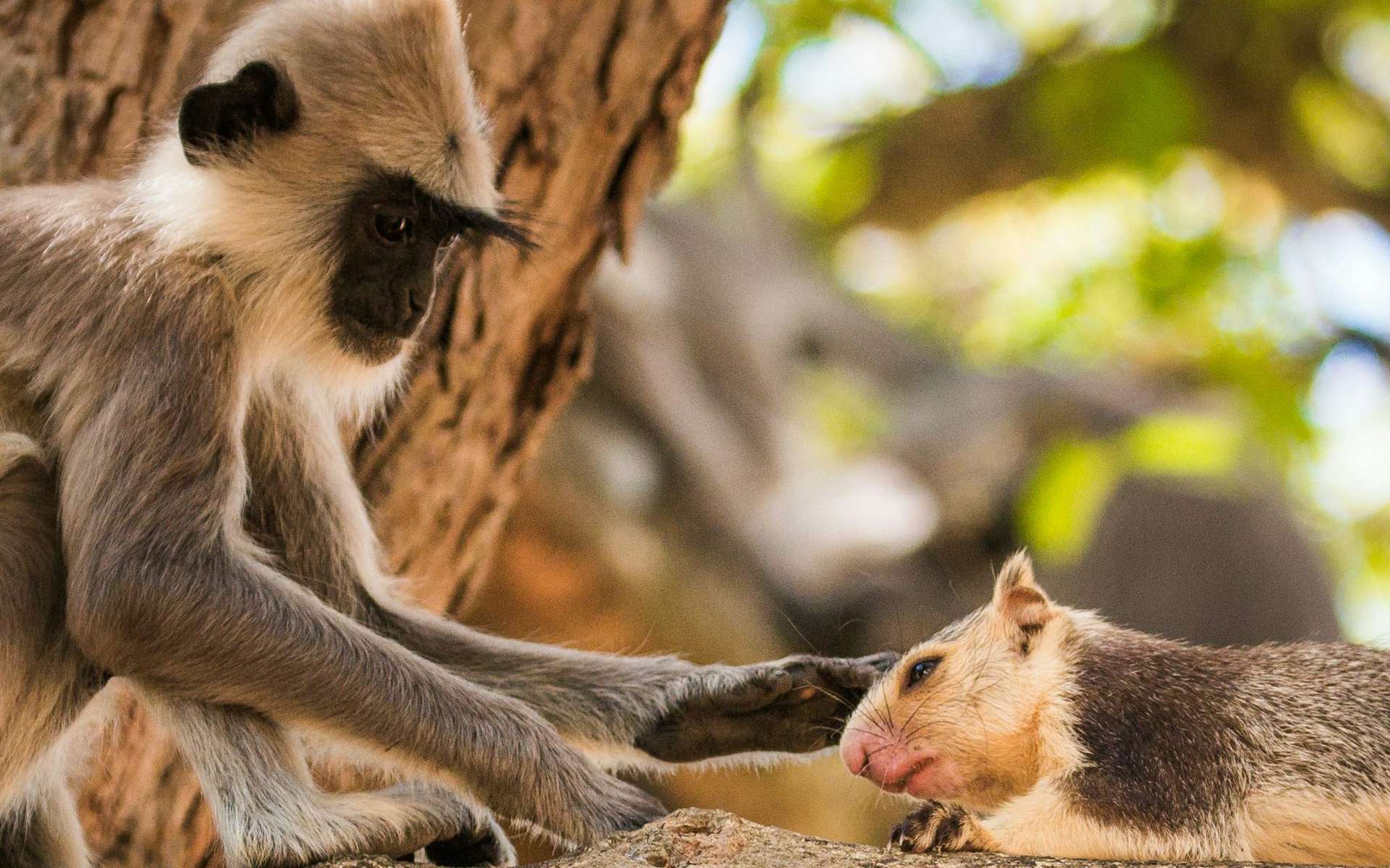 Des singes adoptent parfois d'autres animaux, et ces cas sont étonnamment nombreux