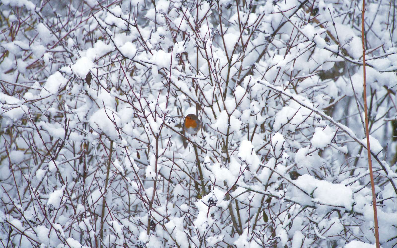 L’erreur la plus fréquente en hiver avec les oiseaux du jardin