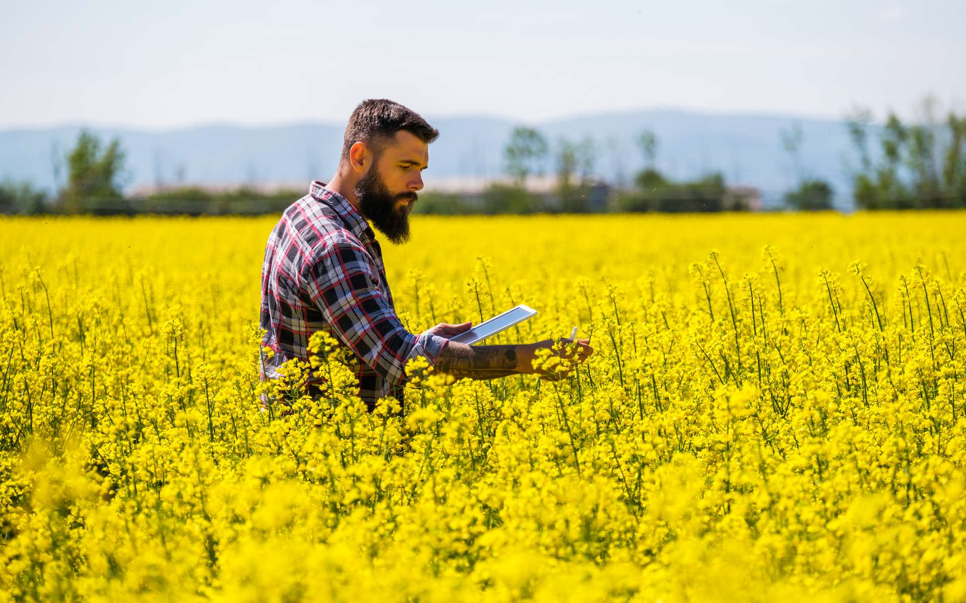 Vos arbres fruitiers fleurissent en février ? C'est une très mauvaise nouvelle selon les scientifiques