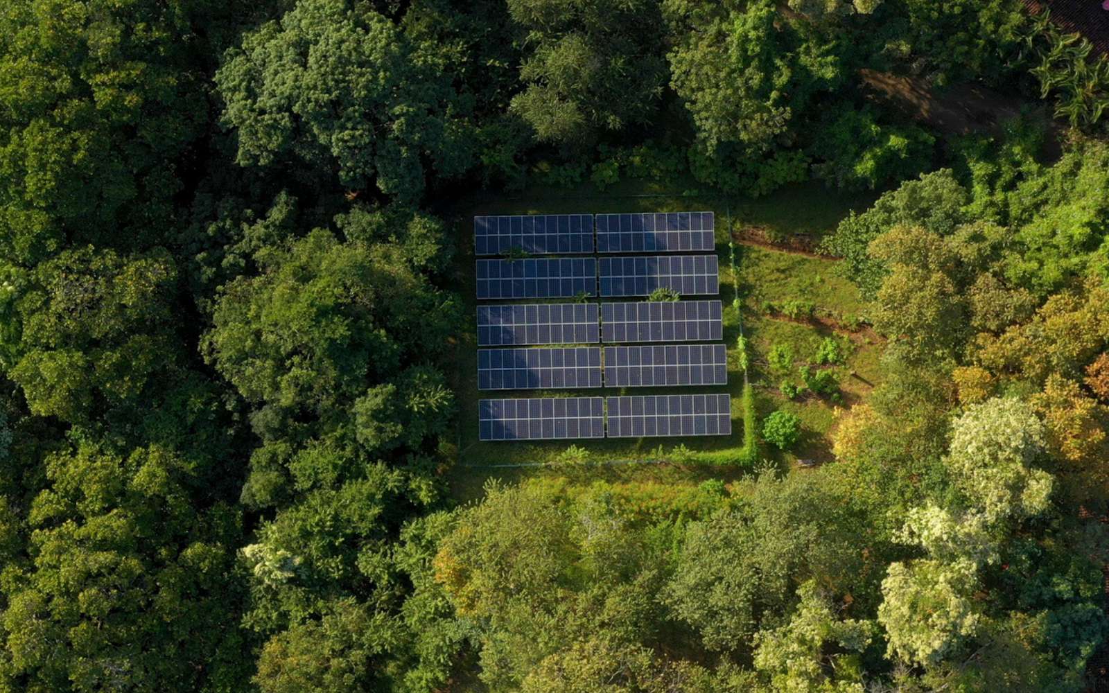 Raser 19 hectares de forêt pour du « vert » : la révolte contre ce parc solaire