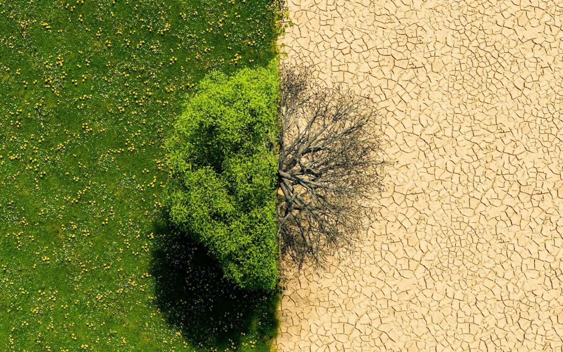 D'ici 2100, plus de 40 % des terres de la planète pourraient devenir arides : voici les régions les plus exposées