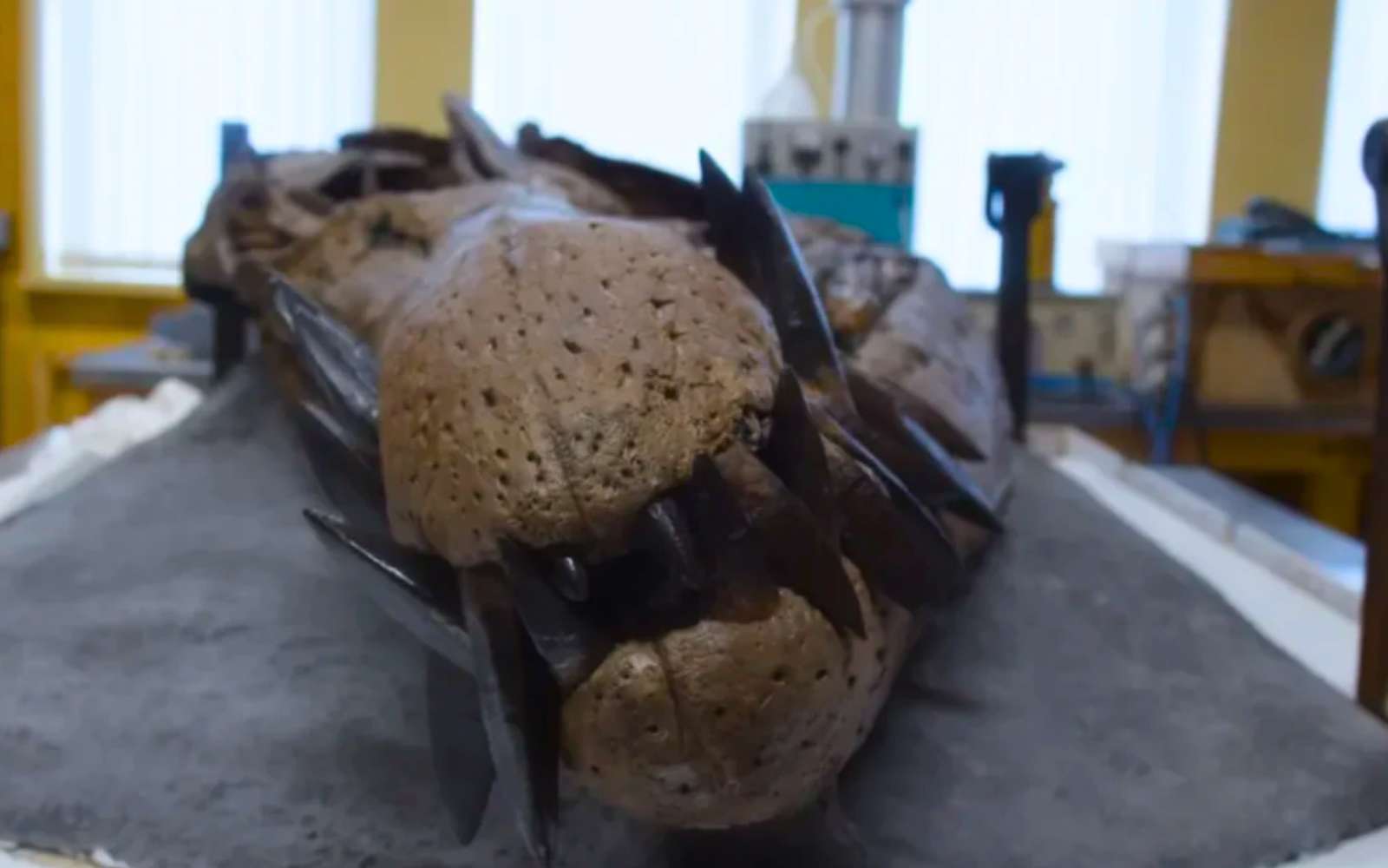 Un « monstre des mer » digne du T. rex refait surface : son crâne presque intact fascine les scientifiques