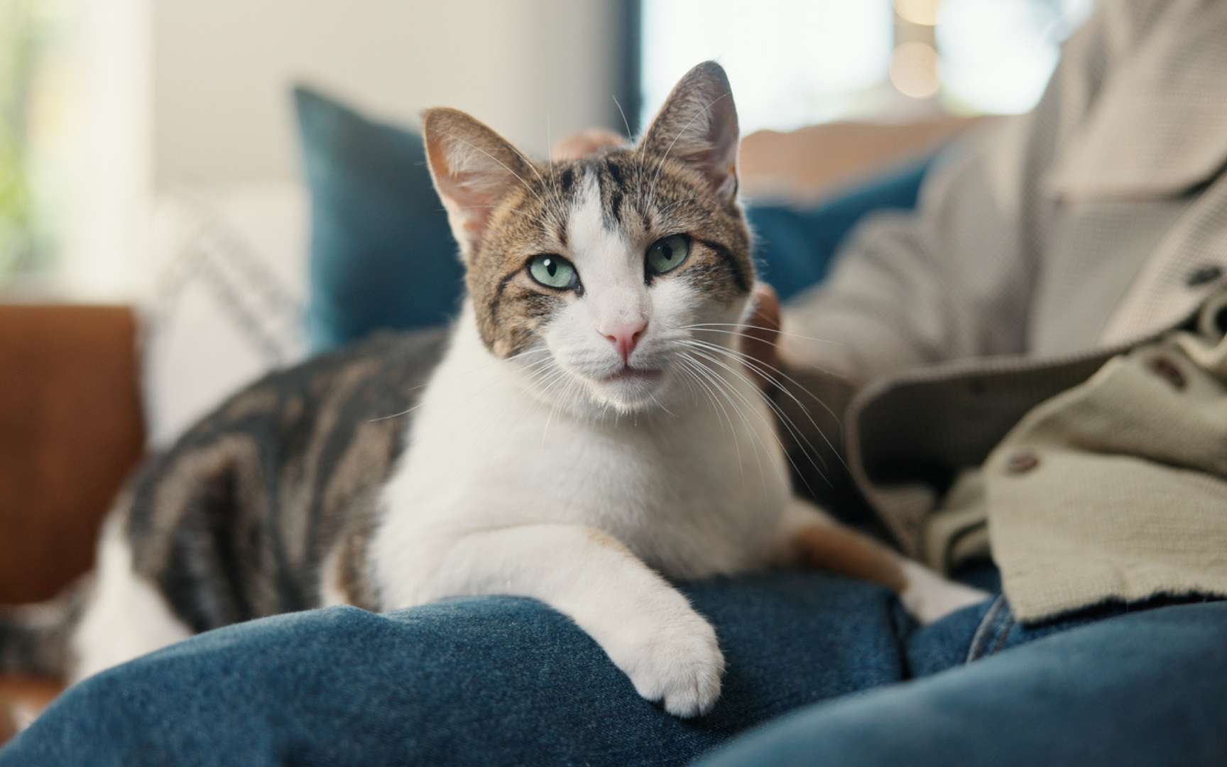 Votre chat pourrait-il vous transmettre ce dangereux champignon ? Les experts tirent la sonnette d'alarme