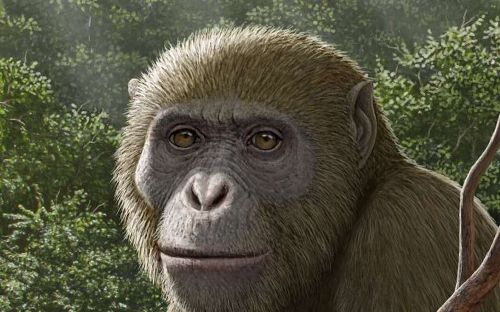 Cette mâchoire vieille de 18 millions d’années pourrait bouleverser l’origine des grands singes… et la nôtre !