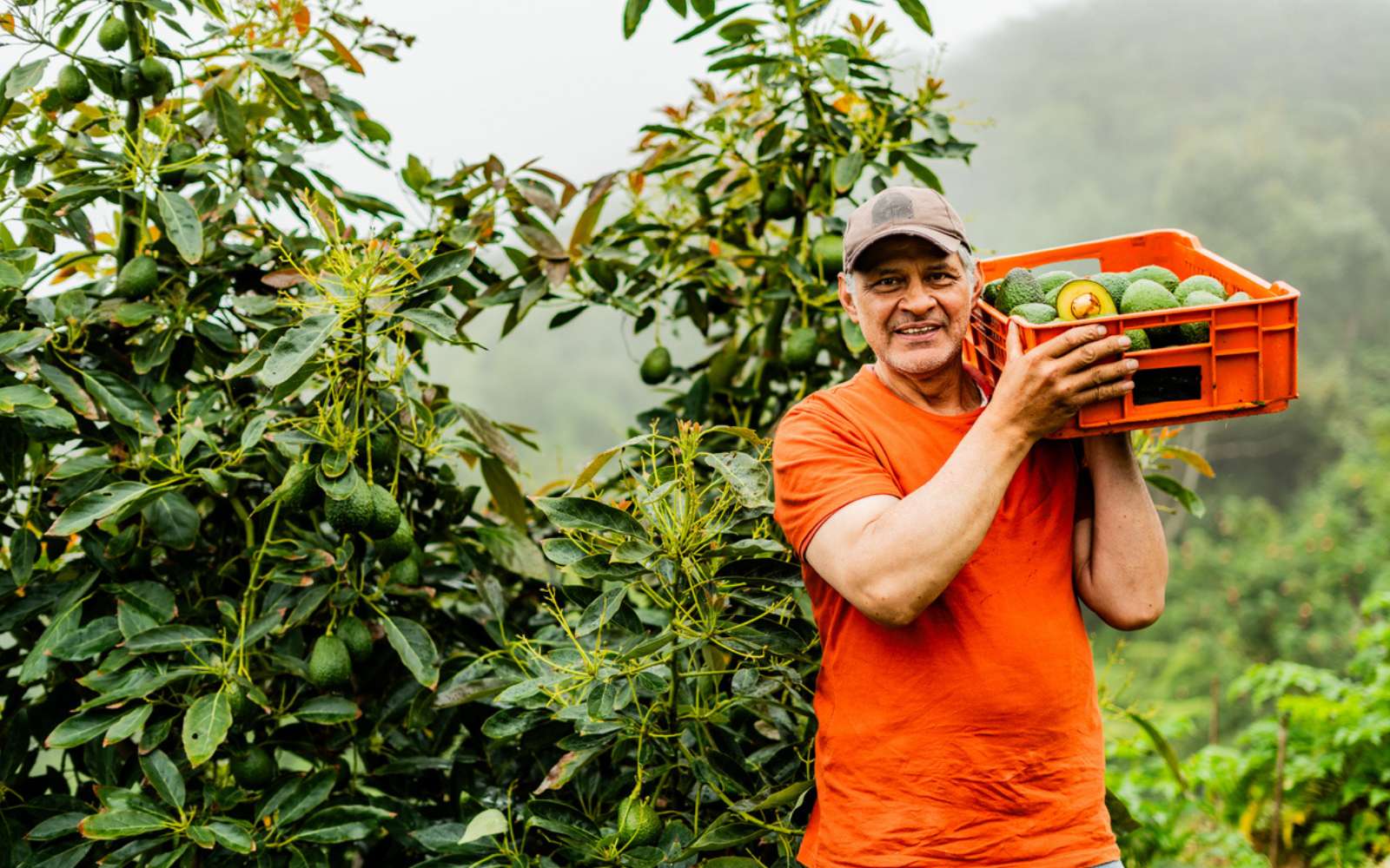 Ce fruit star d’aujourd’hui était déjà cultivé il y a 11 000 ans au Honduras