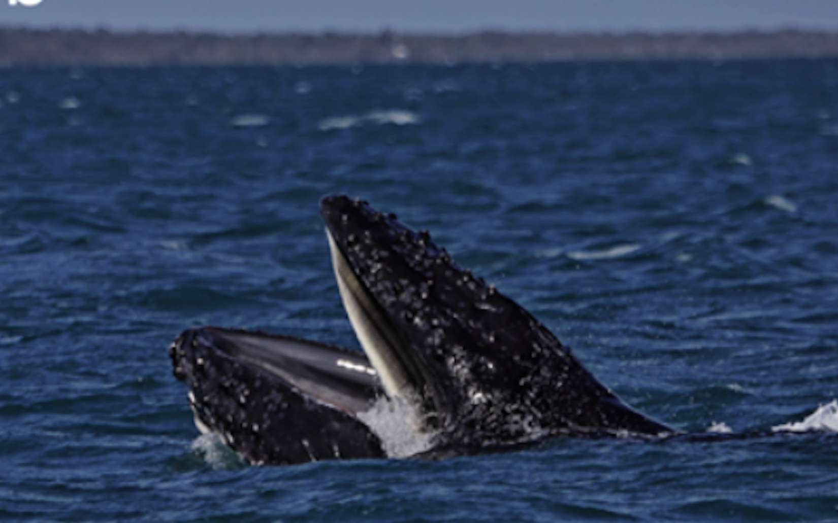 On dirait qu'elles « bâillent » devant les touristes : derrière ces scènes filmées avec des baleines, un mystère très sérieux