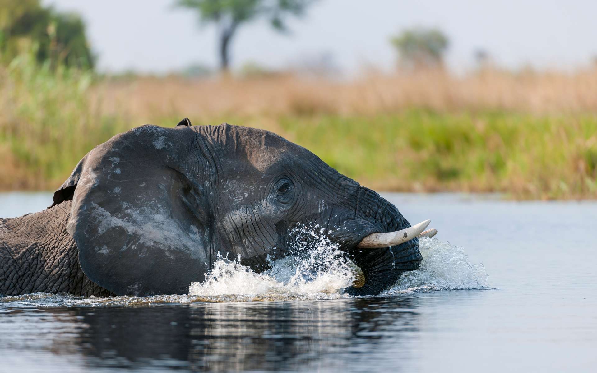 Une grande réserve animale d'Afrique frappée par un déluge sans précédent : les images sont impressionnantes