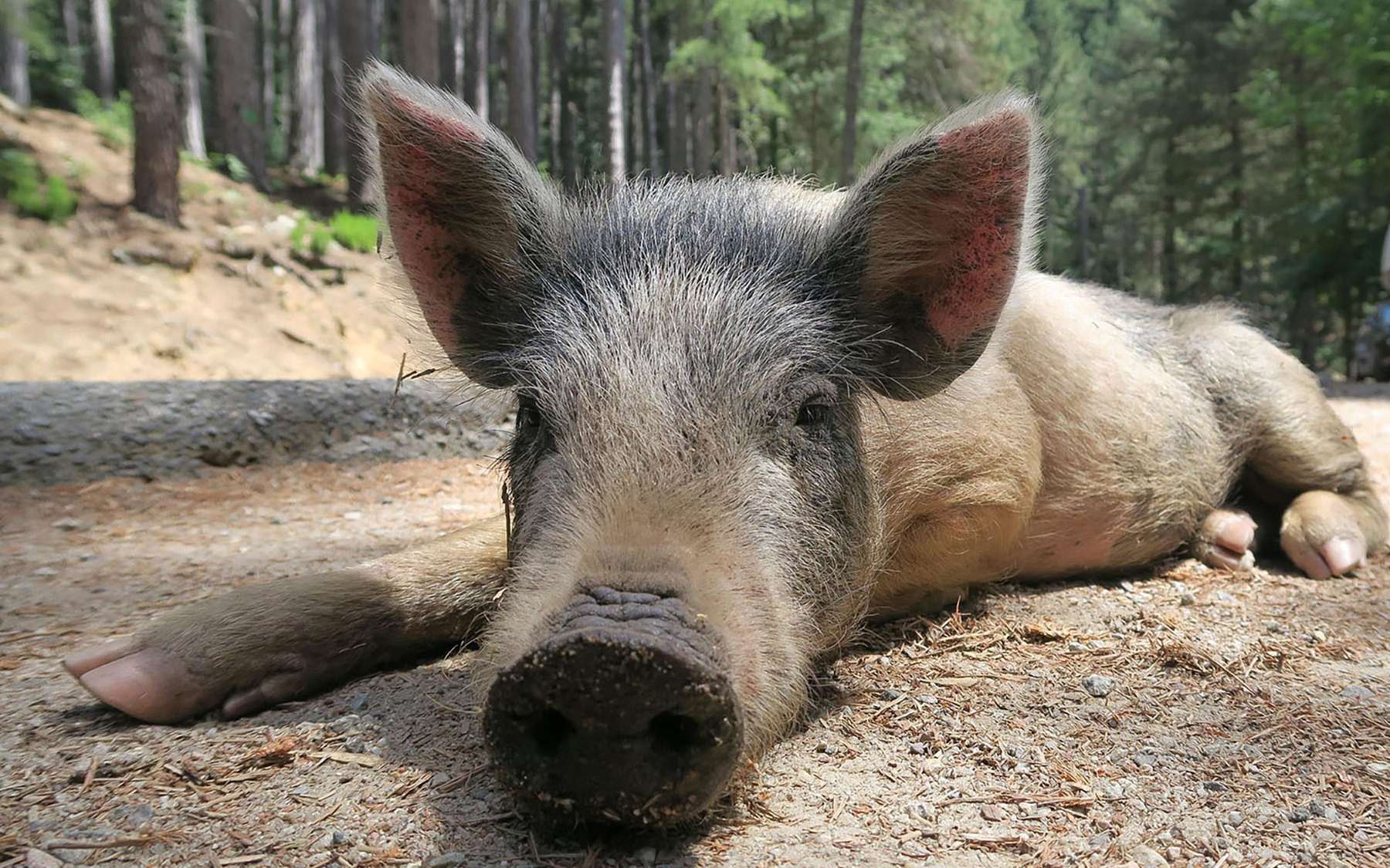 Ni porc ni sanglier : qu'est-ce que le sanglochon, cet étonnant animal hybride ?