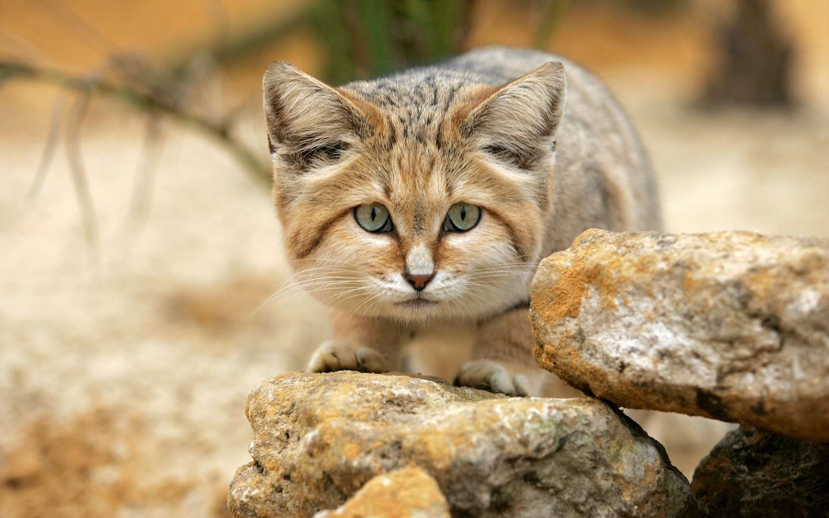 Il ressemble à un chaton mais aboie comme un chien : voici le chat des sables