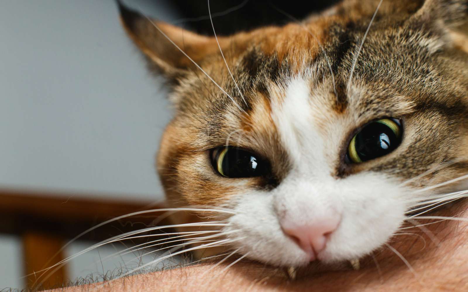 Une simple morsure de chat... et les médecins découvrent une bactérie jamais vue