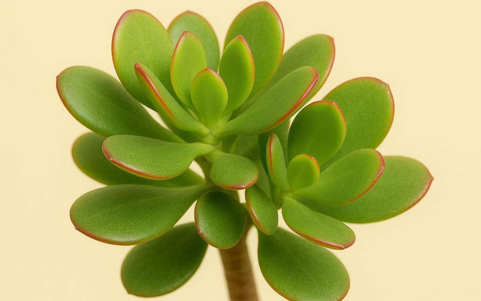 La plante de la semaine : elle apporte du style, du calme et un vrai supplément d'âme, en plus elle est impossible à rater