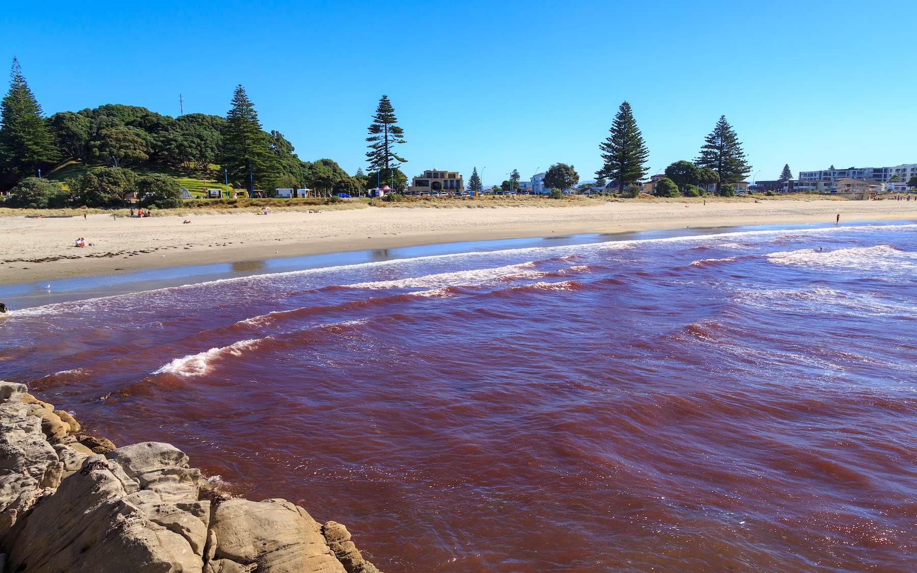 Marée rouge géante en Australie : derrière l’algue tueuse se cache un phénomène inattendu