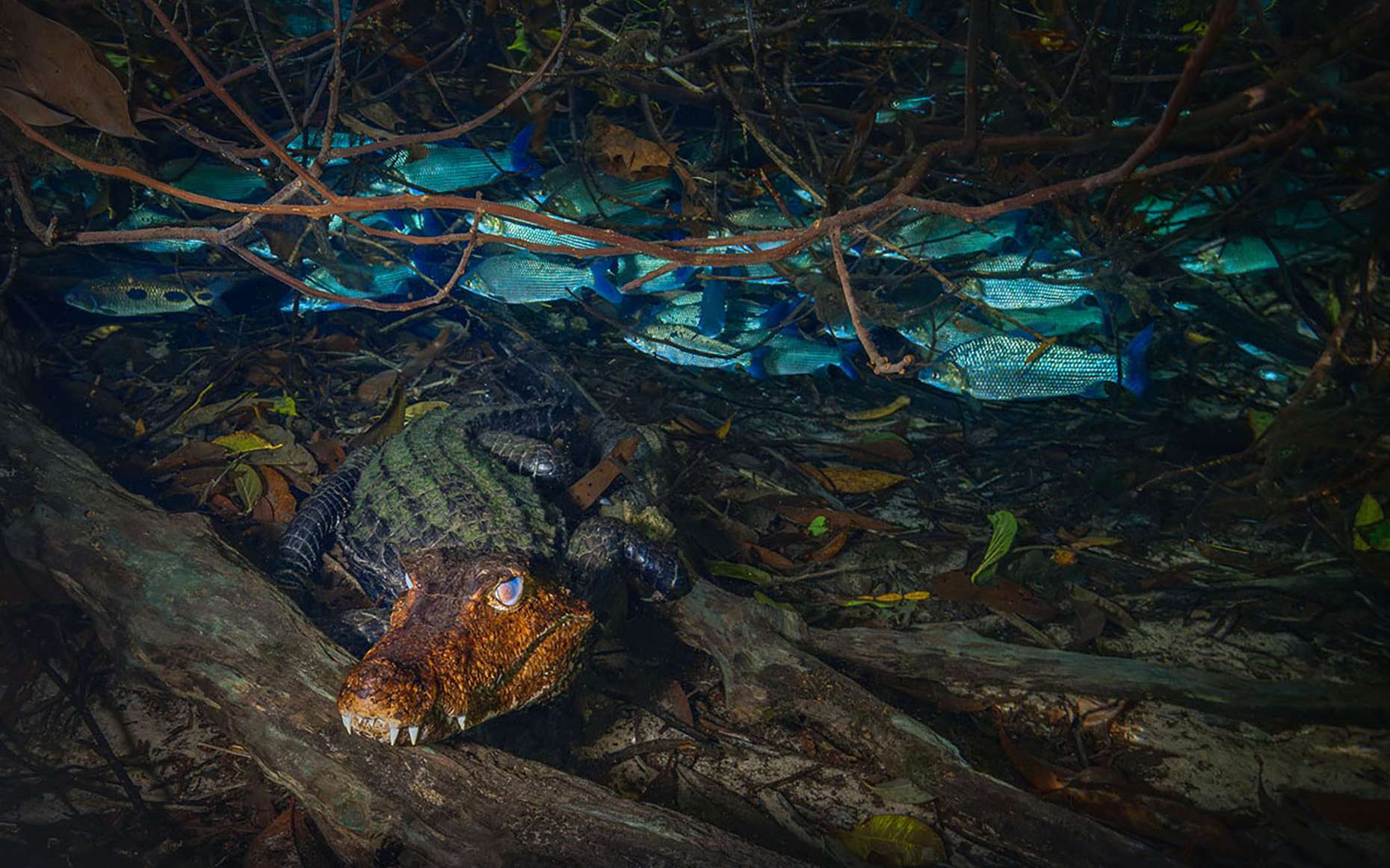 Primée en 2025, cette photo sous-marine cache quelque chose de troublant