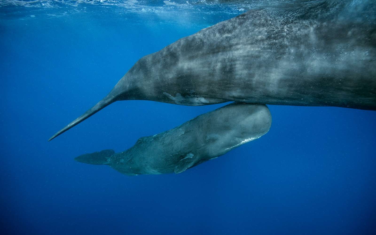 « On n’avait jamais vu ça » : des scientifiques racontent la naissance hors norme et bouleversante d’un bébé cachalot