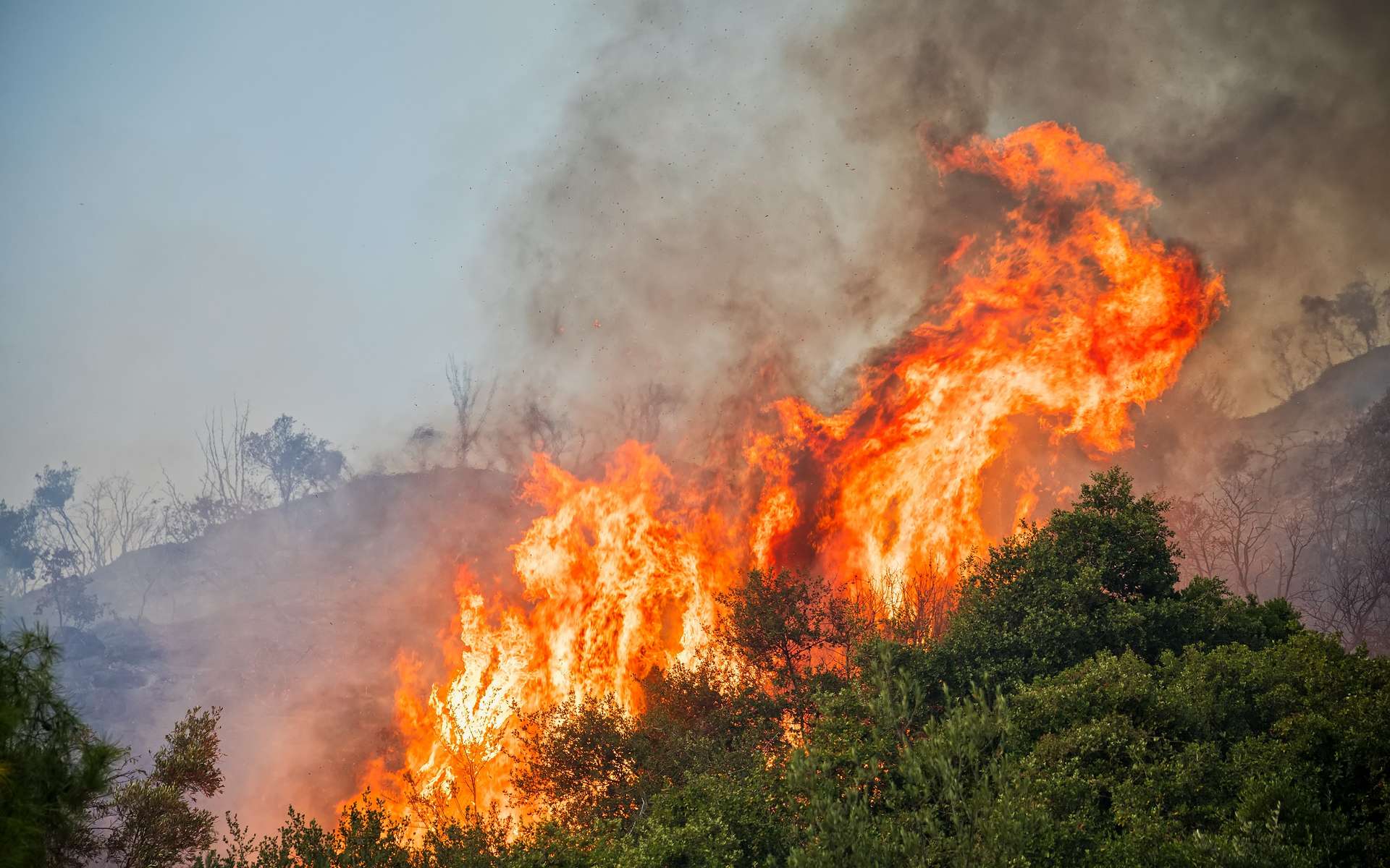Ils n’ont presque aucune chance de fuir : les victimes oubliées de l’incendie de Fontainebleau