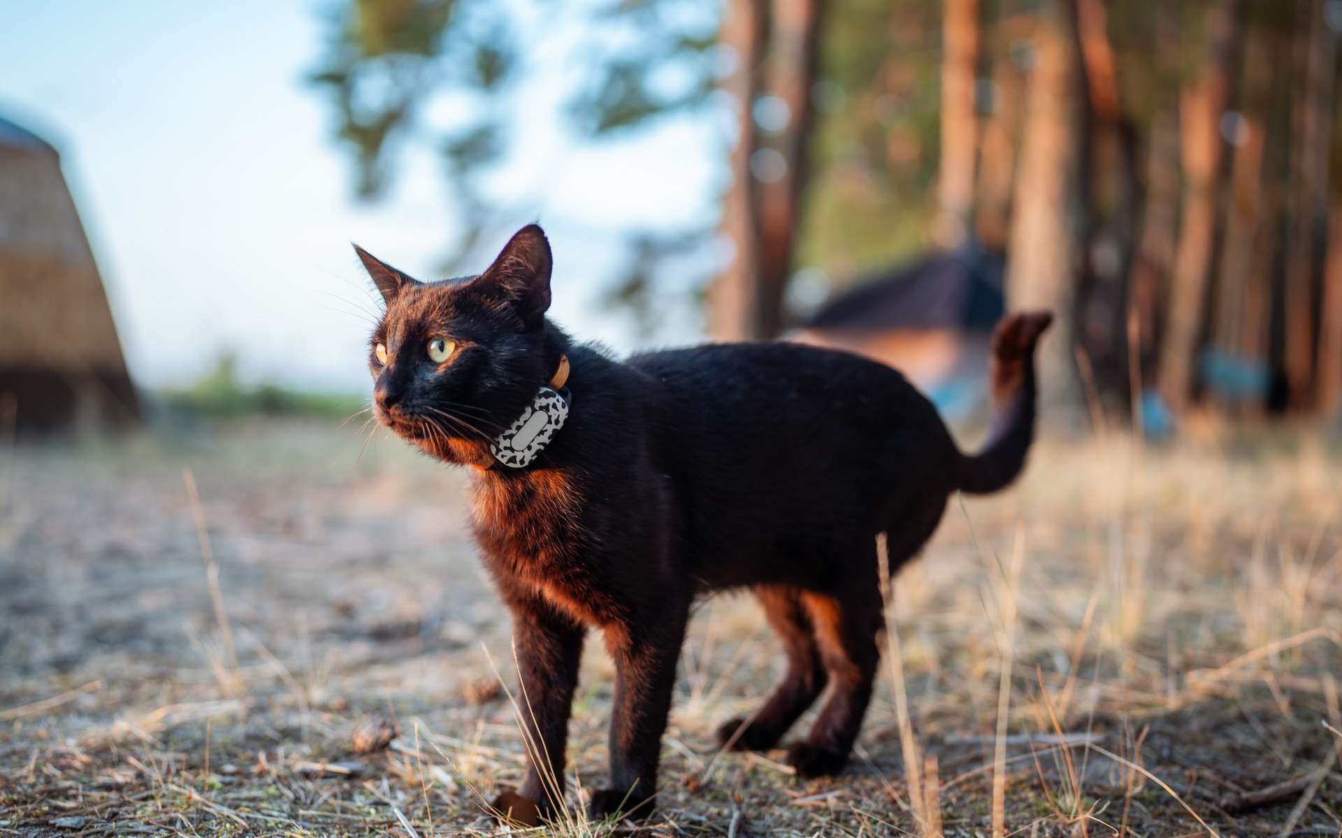 Les meilleurs traceurs gps pour chat sans abonnement en 2026