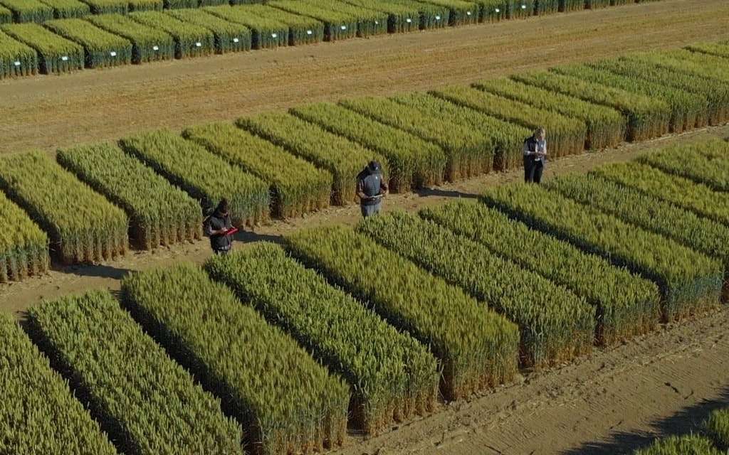 Blé, orge, maïs : quelles variétés de céréales choisir quand le climat devient imprévisible ? La science répond