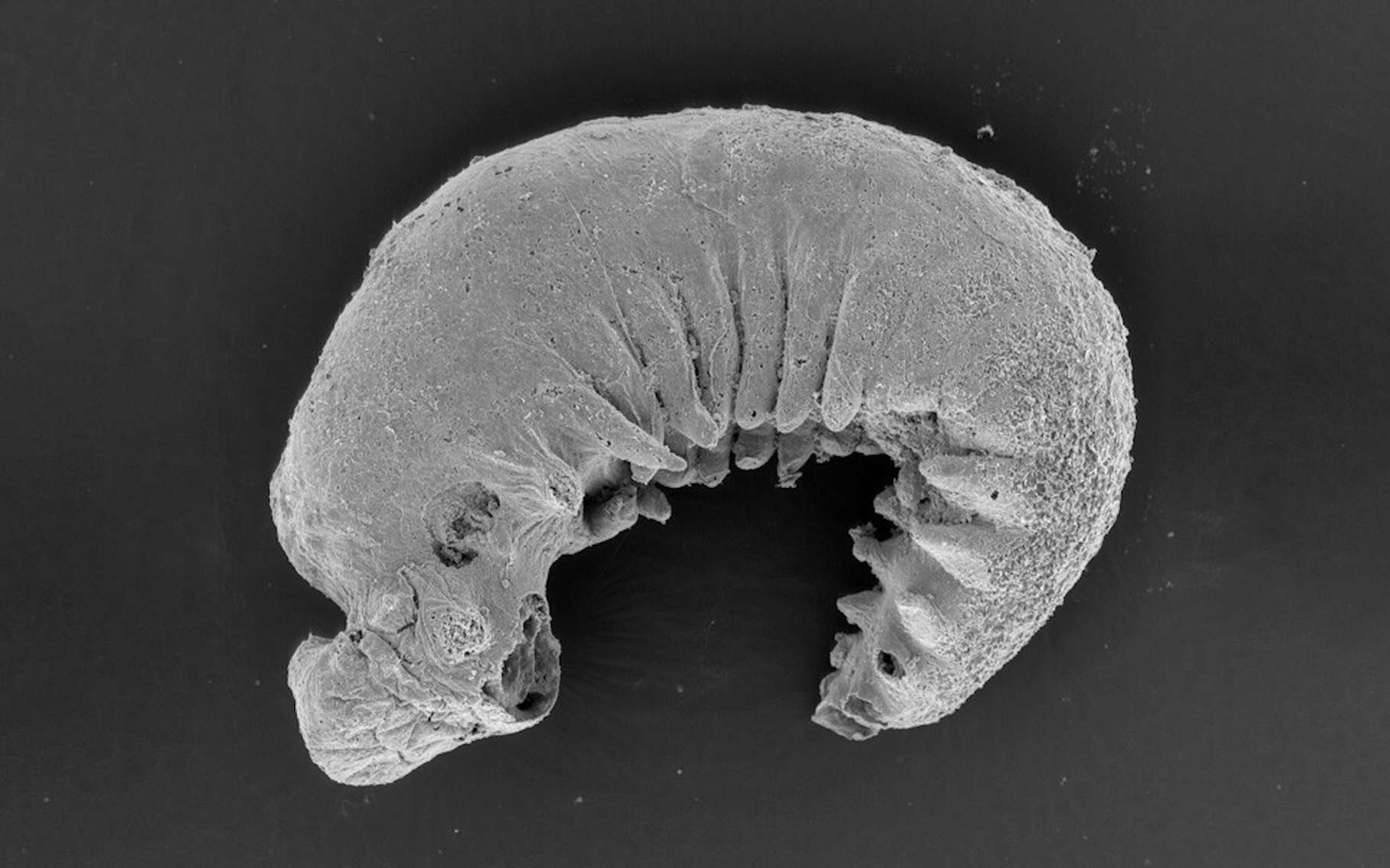 Voici la stupéfiante découverte de chercheurs sur un cerveau fossilisé vieux de 500 millions d'années