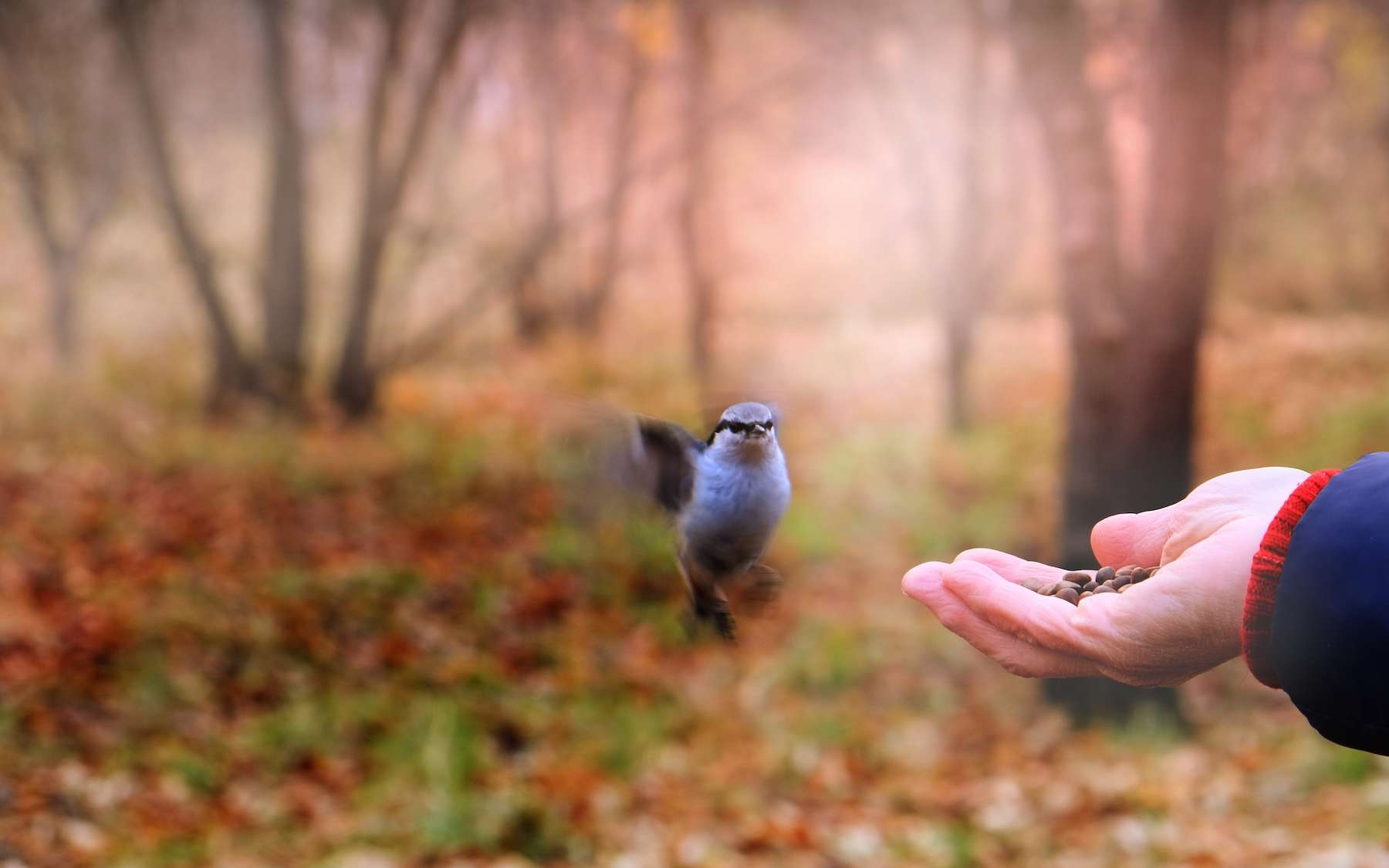 Les oiseaux urbains fuient plus vite devant les femmes que les hommes révèle une étude, et c'est très étrange
