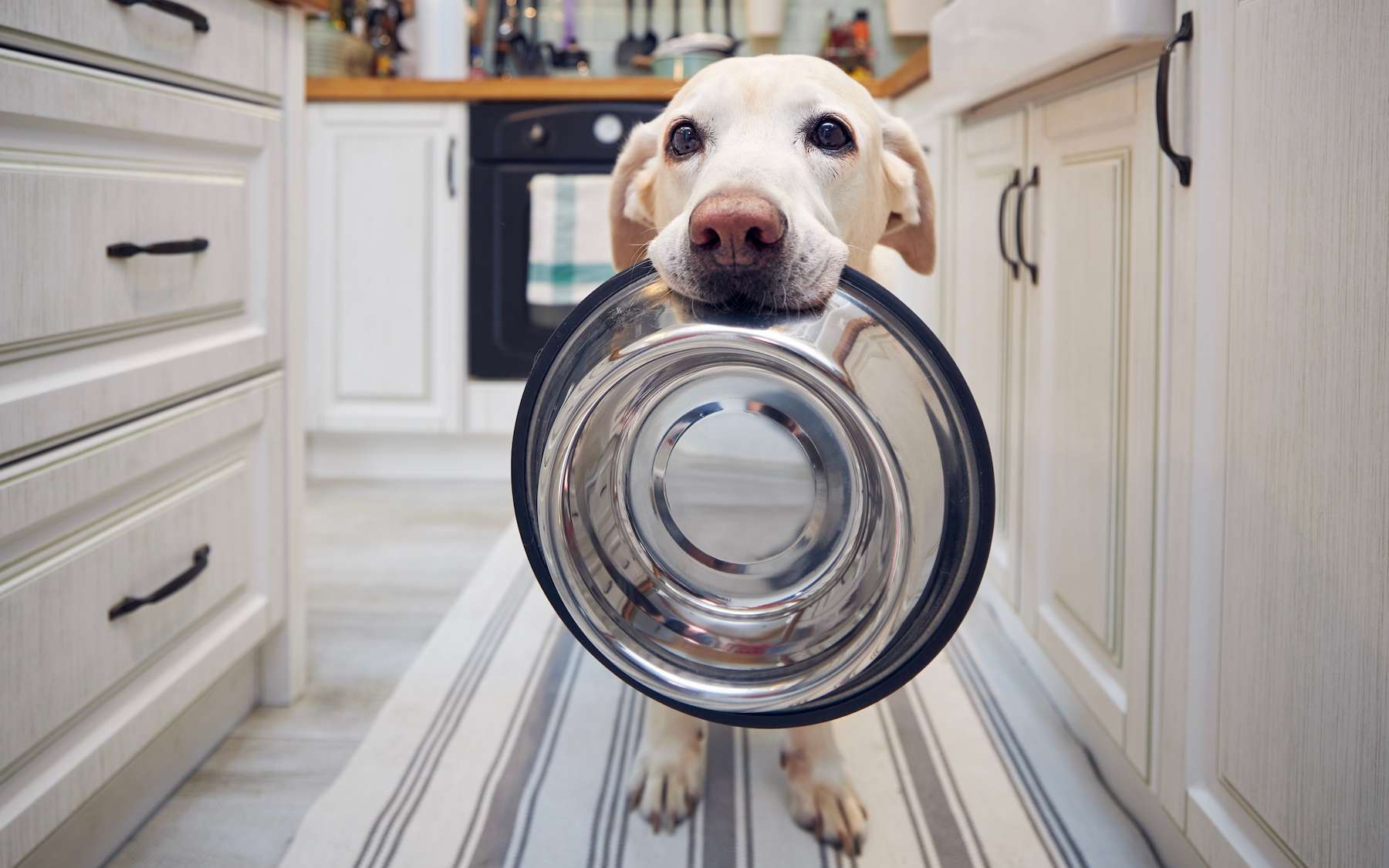 Les chiens et le climat : pourquoi leur alimentation devient un vrai sujet environnemental