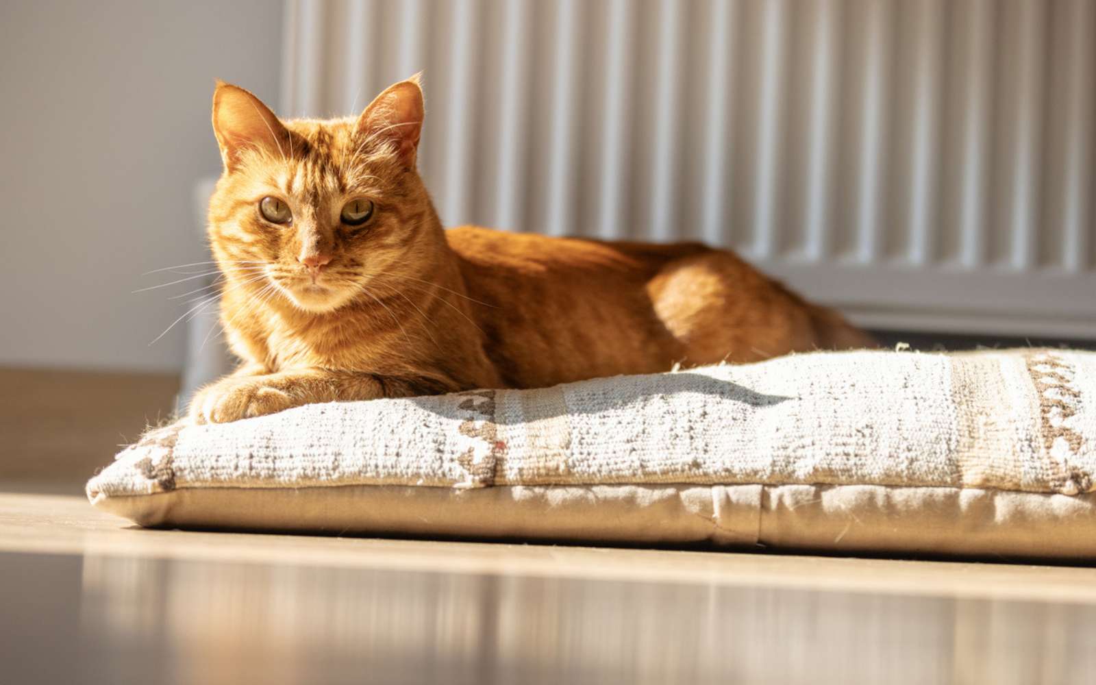 Un chat sans jardin peut-il vraiment être heureux ?