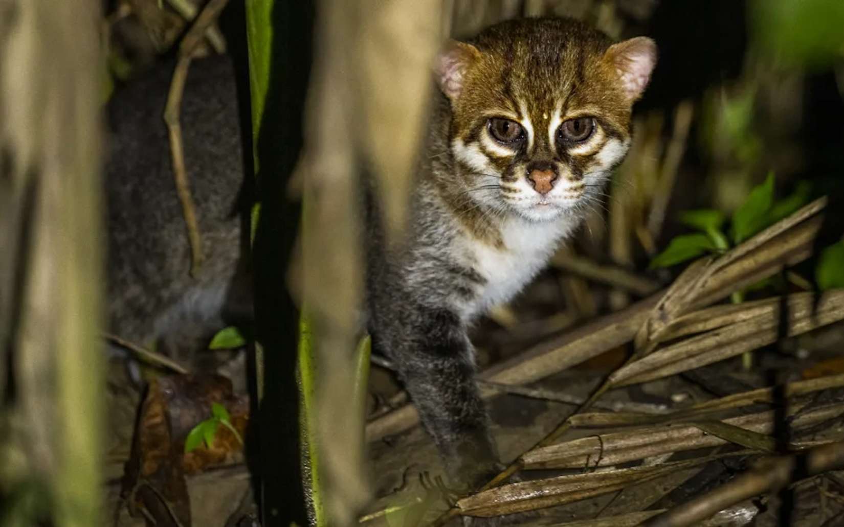 On le croyait perdu à jamais : ce félin ultra-rare vient d’être filmé en Thaïlande !