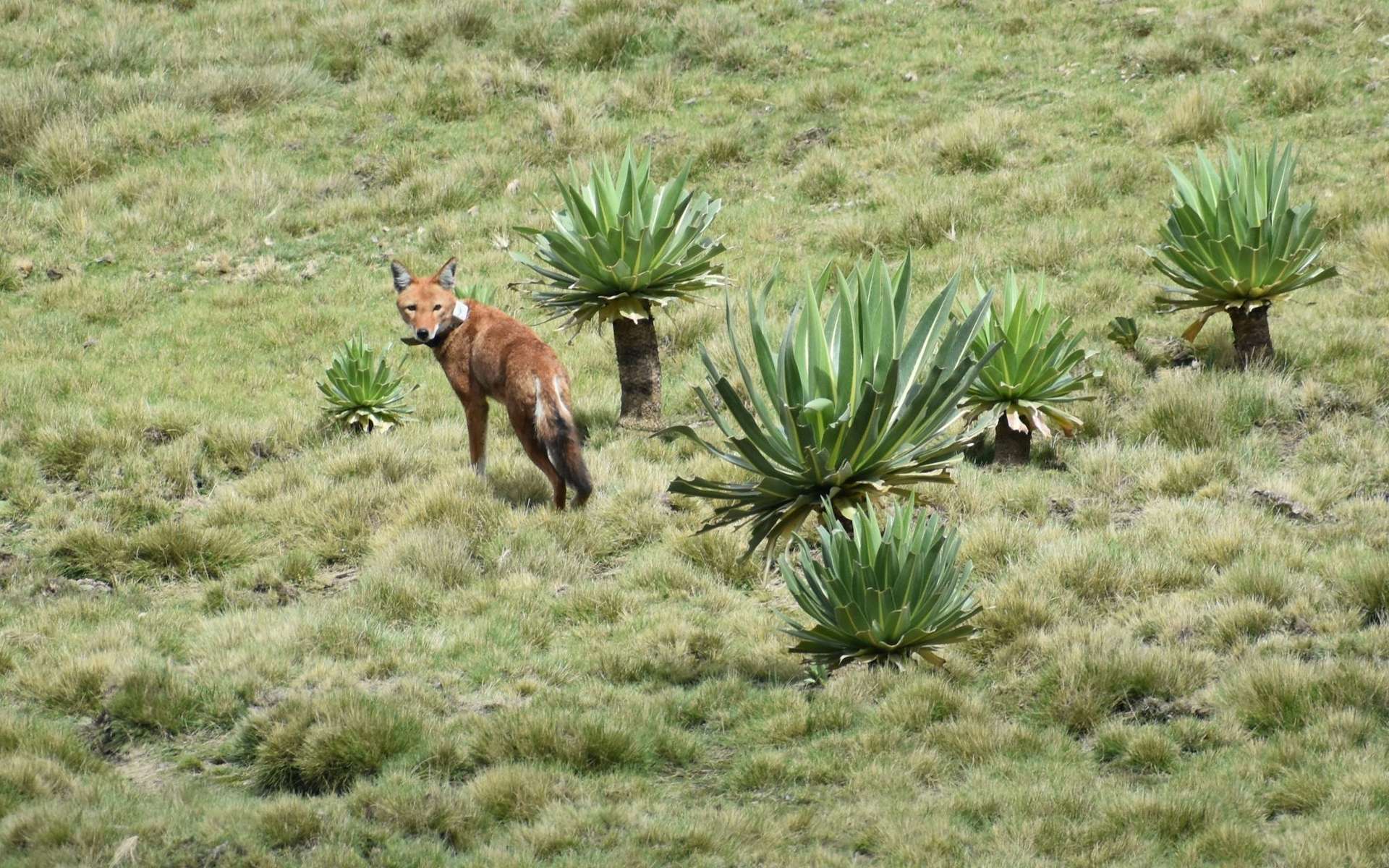 Ce loup d'Éthiopie a survécu à l'impossible... Mais c'est après sa libération que le vrai miracle a commencé