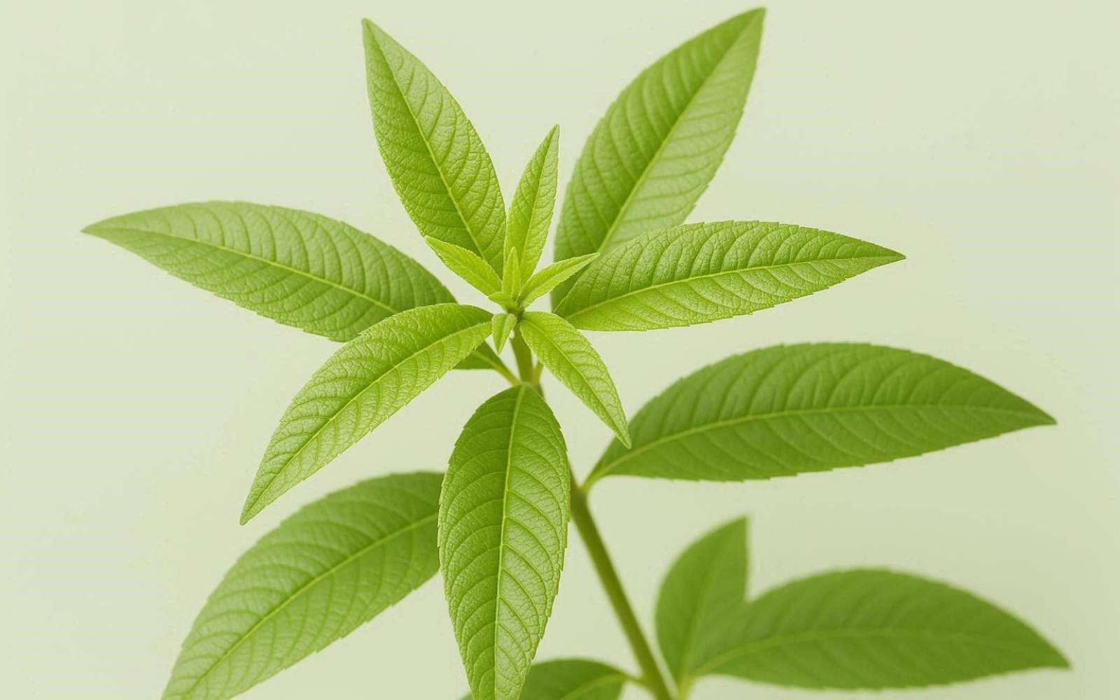 La plante de la semaine : la plante aromatique qui parfume un jardin au moindre souffle de vent